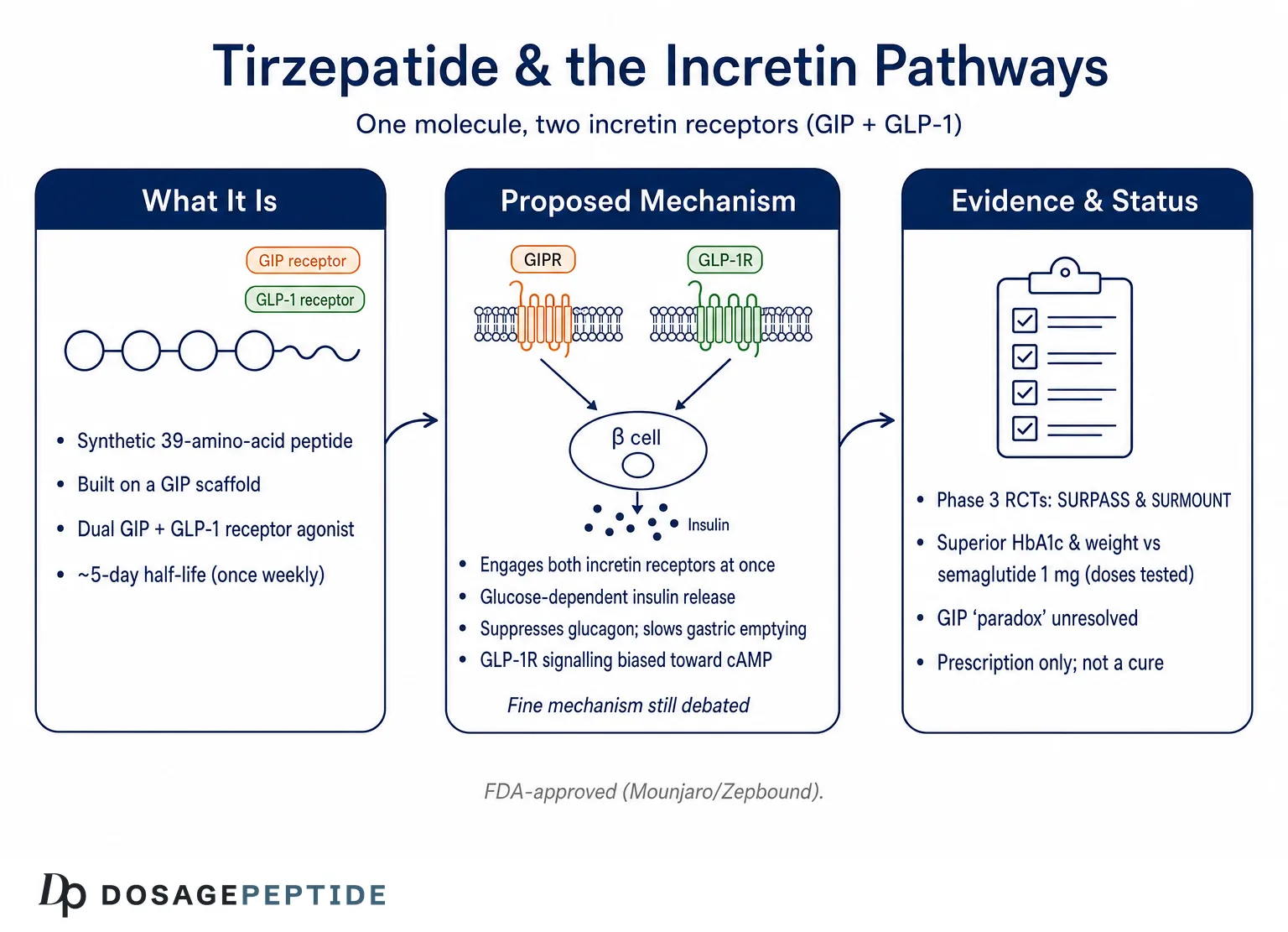 How Does Tirzepatide Influence Incretin Pathways?