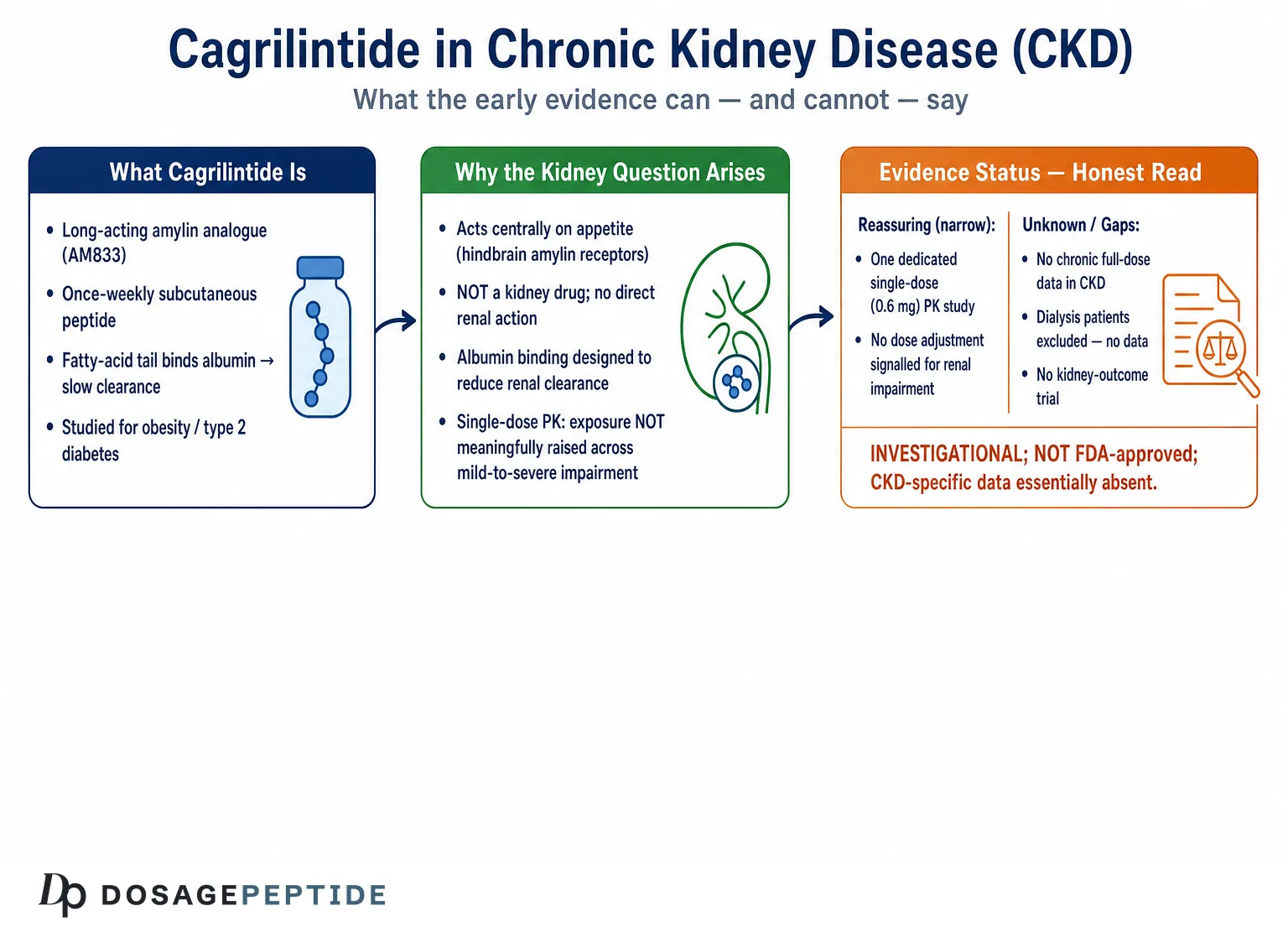 How Safe Is Cagrilintide Use in Patients with Chronic Kidney Disease?
