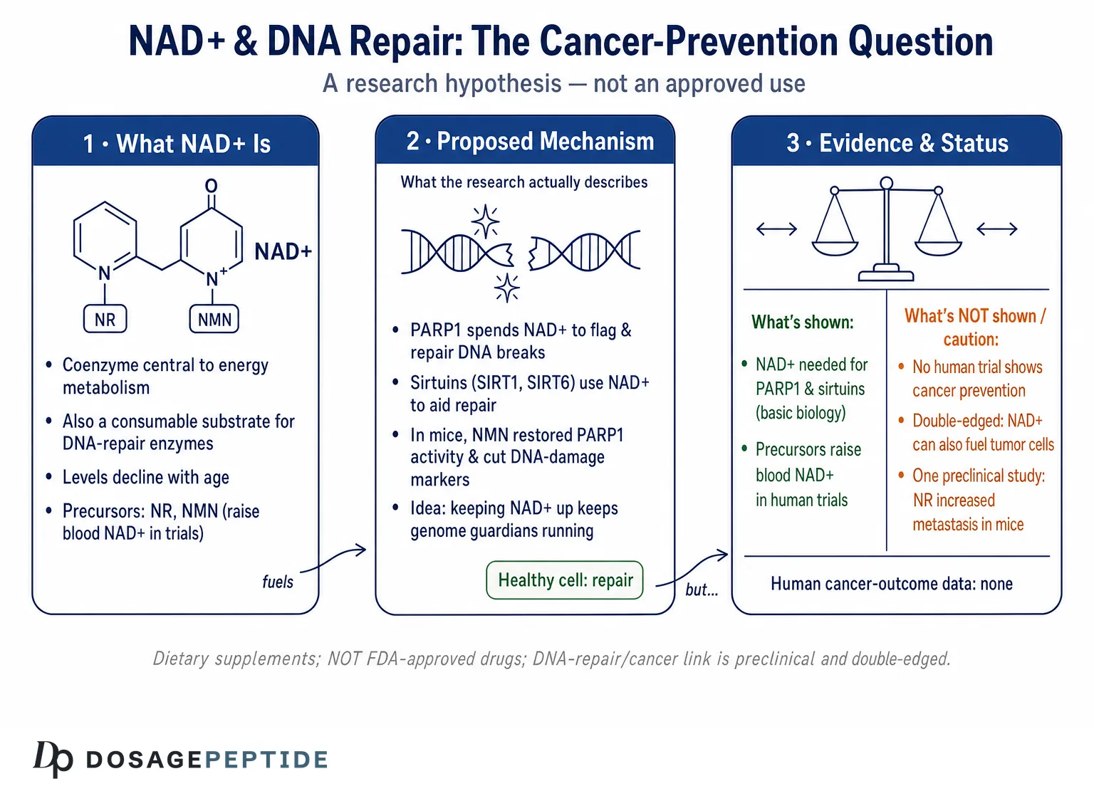 What Mechanisms Link NAD+ to DNA Repair and Cancer Prevention? — Dosage Peptide infographic