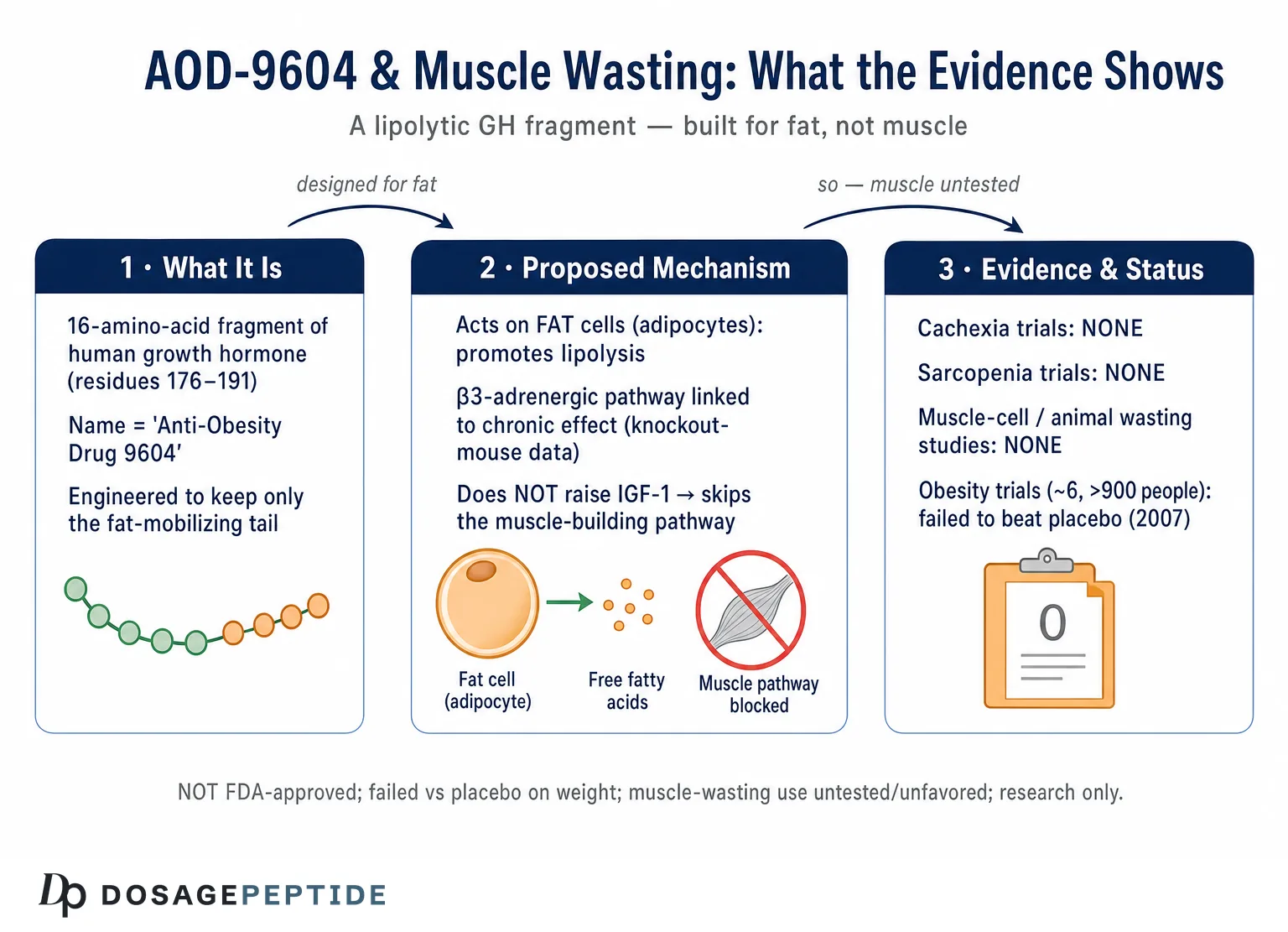 Can AOD Aid Recovery from Muscle Wasting in Cachexia or Sarcopenia?