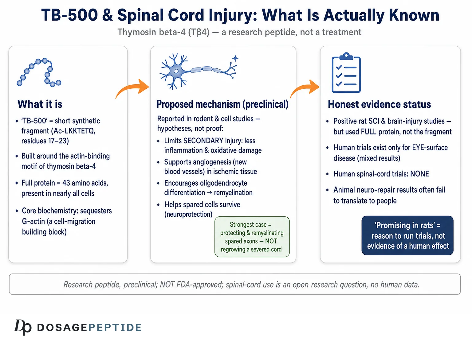 Can TB-500 Support Regeneration in Spinal Cord Injuries? — Dosage Peptide infographic