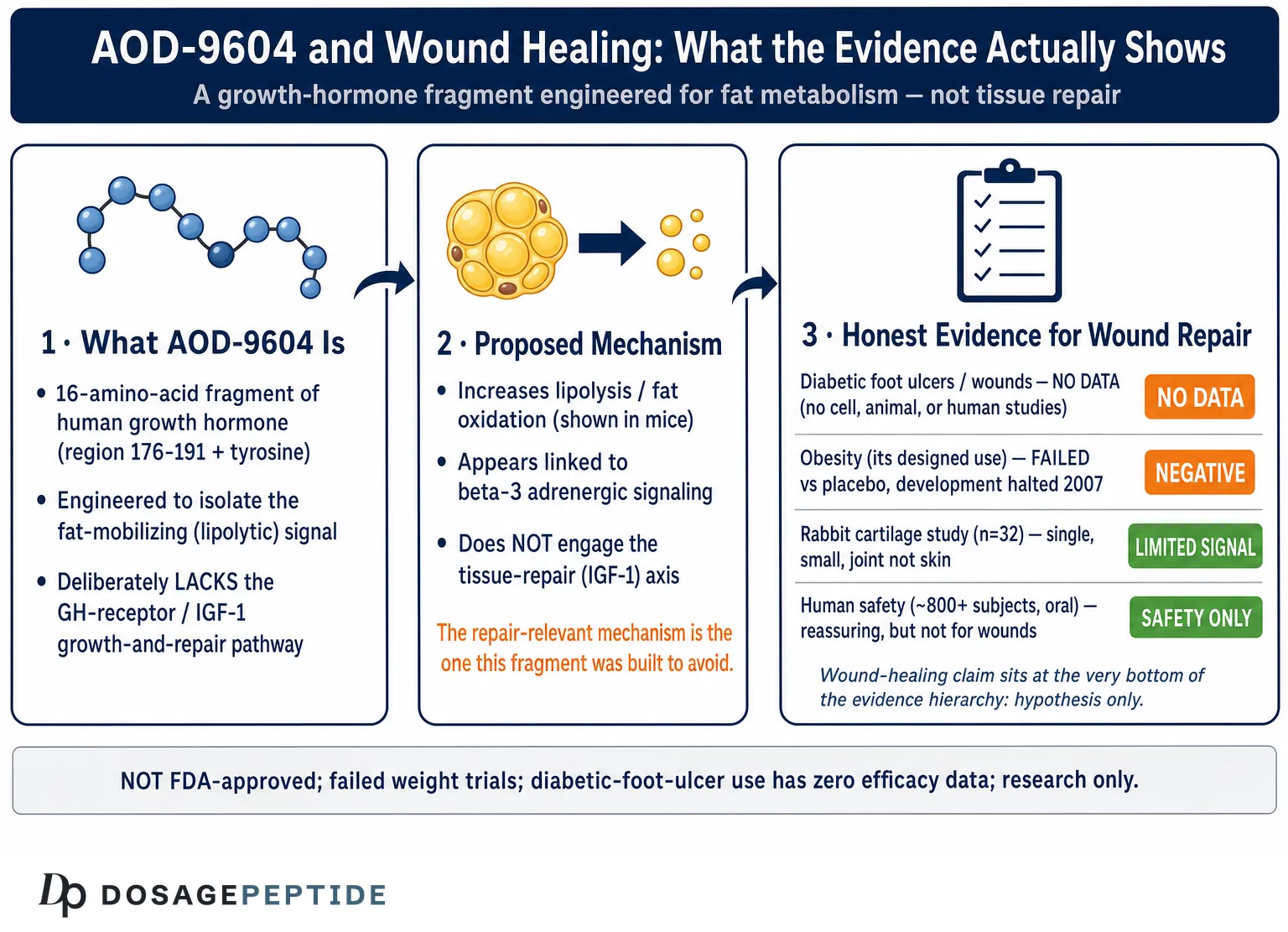 Could AOD-9604 Enhance Healing in Diabetic Foot Ulcers and Wound Repair?
