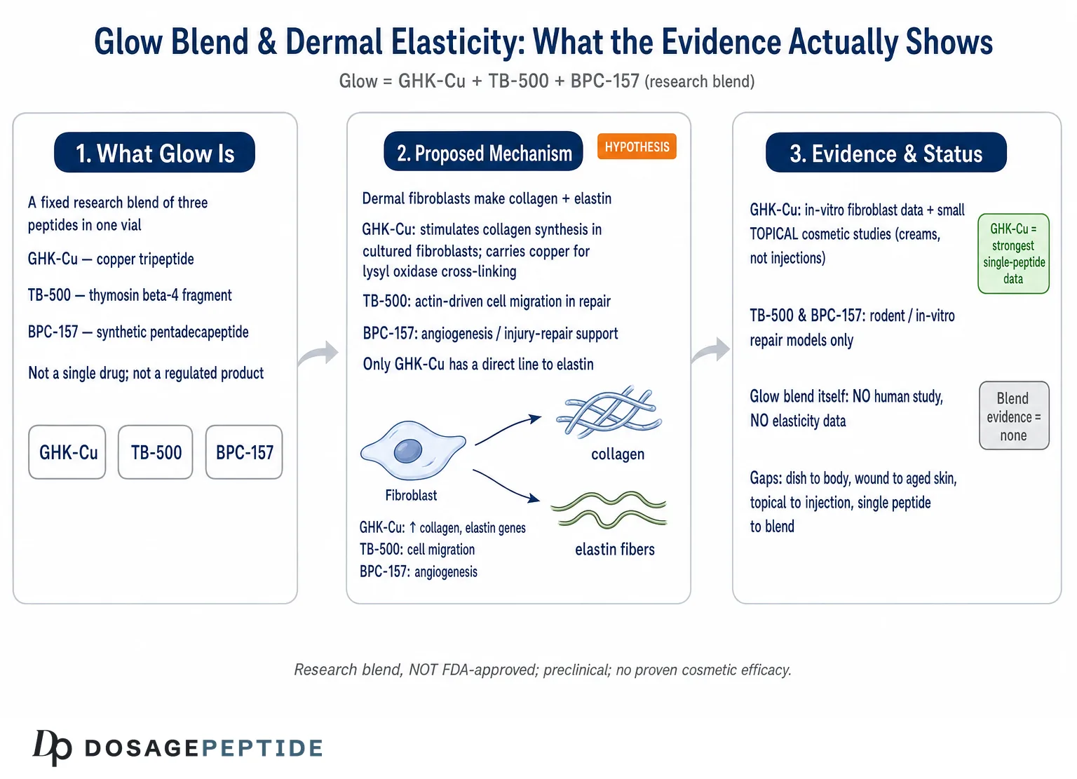 Does Glow Peptide Stimulate Fibroblast Activity to Enhance Dermal Elasticity? — Dosage Peptide infographic