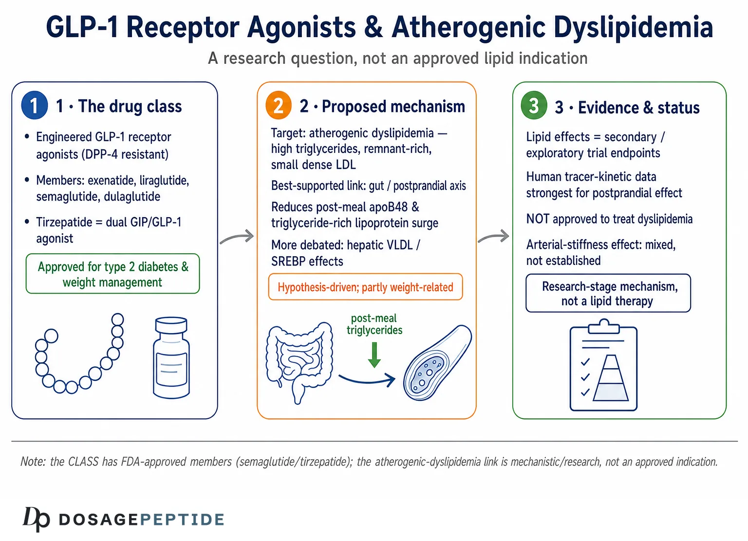 How Do GLP-1 Pathways Regulate Lipid Metabolism in Atherogenic Dyslipidemia? — Dosage Peptide infographic