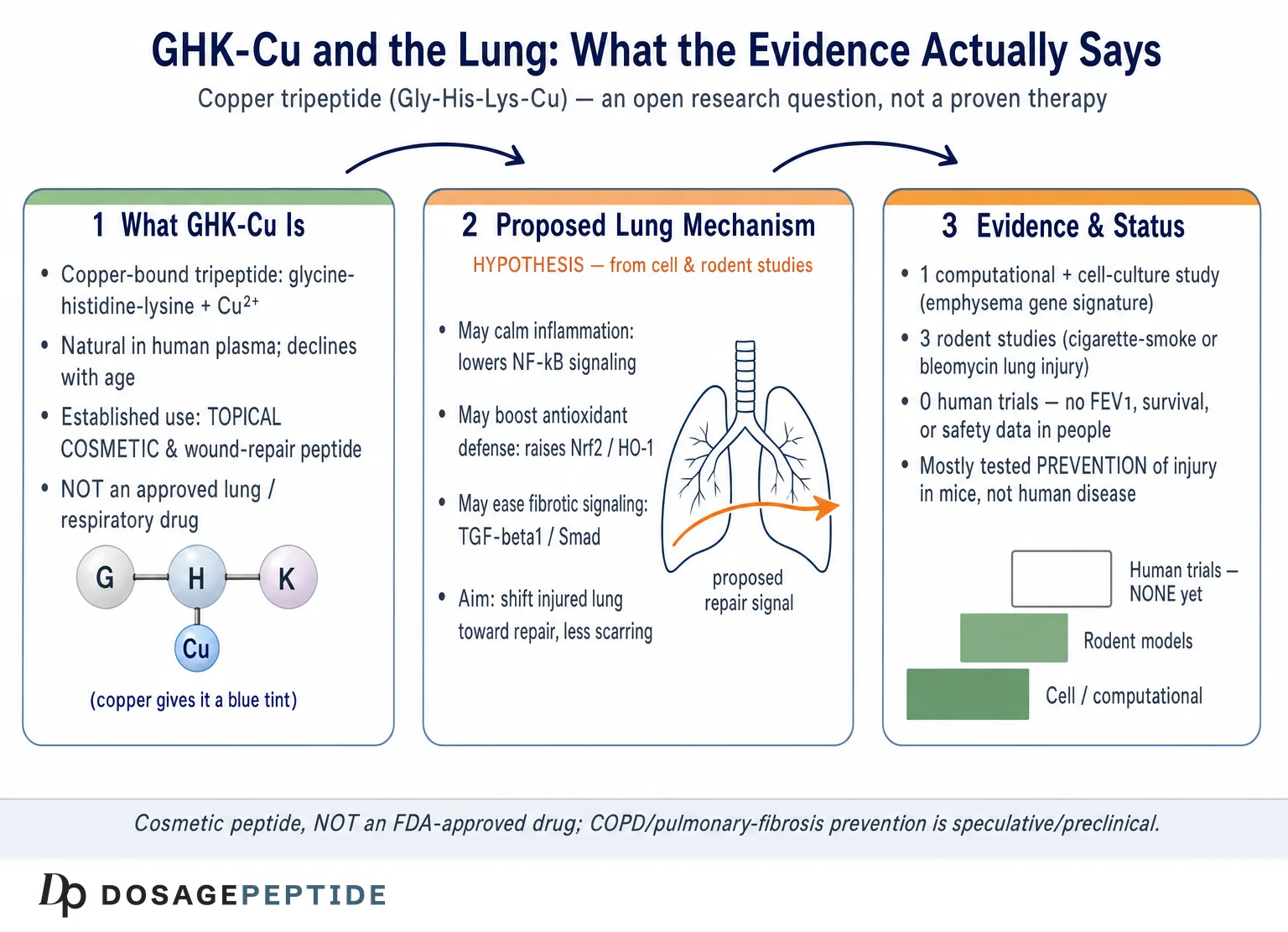 What Evidence Supports GHK-Cu Peptide in Preventing COPD and Pulmonary Fibrosis?