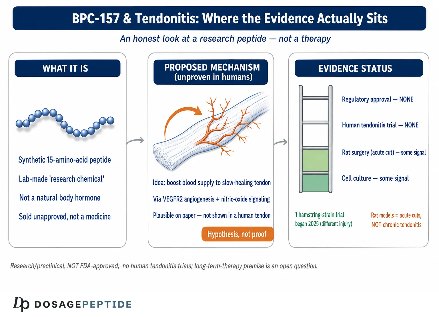 Does Scientific Evidence Support BPC-157 as a Long-Term Tendonitis Therapy? — Dosage Peptide infographic
