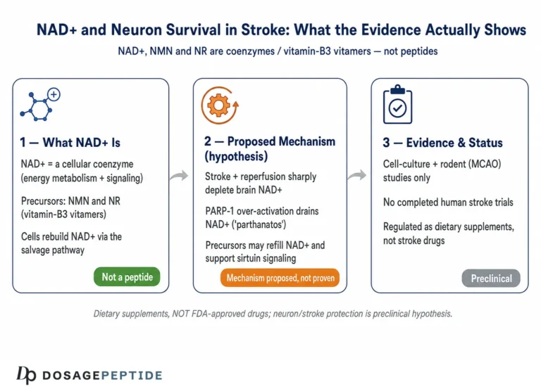 What Scientific Evidence Supports Peptide NAD+ Preserving Neurons During Stroke?