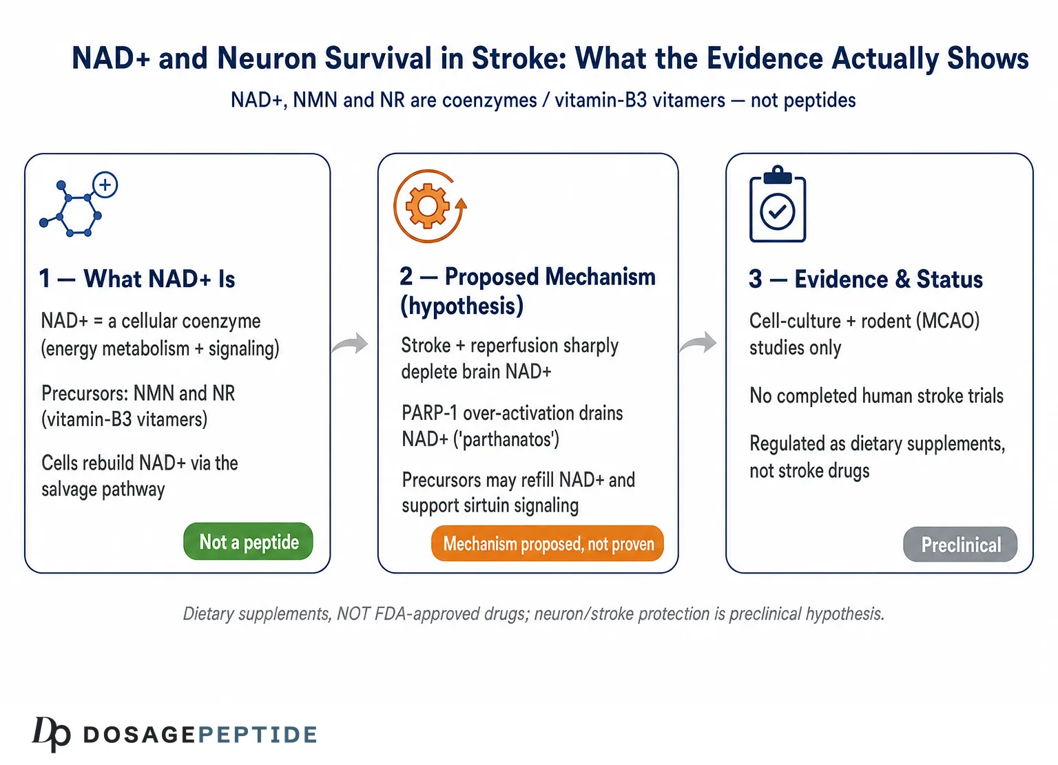 What Scientific Evidence Supports Peptide NAD+ Preserving Neurons During Stroke? — Dosage Peptide infographic