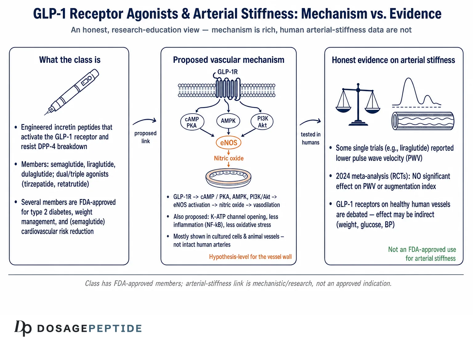 Can Scientific Evaluation Uncover GLP-1 Signaling Mechanisms in Arterial Stiffness?