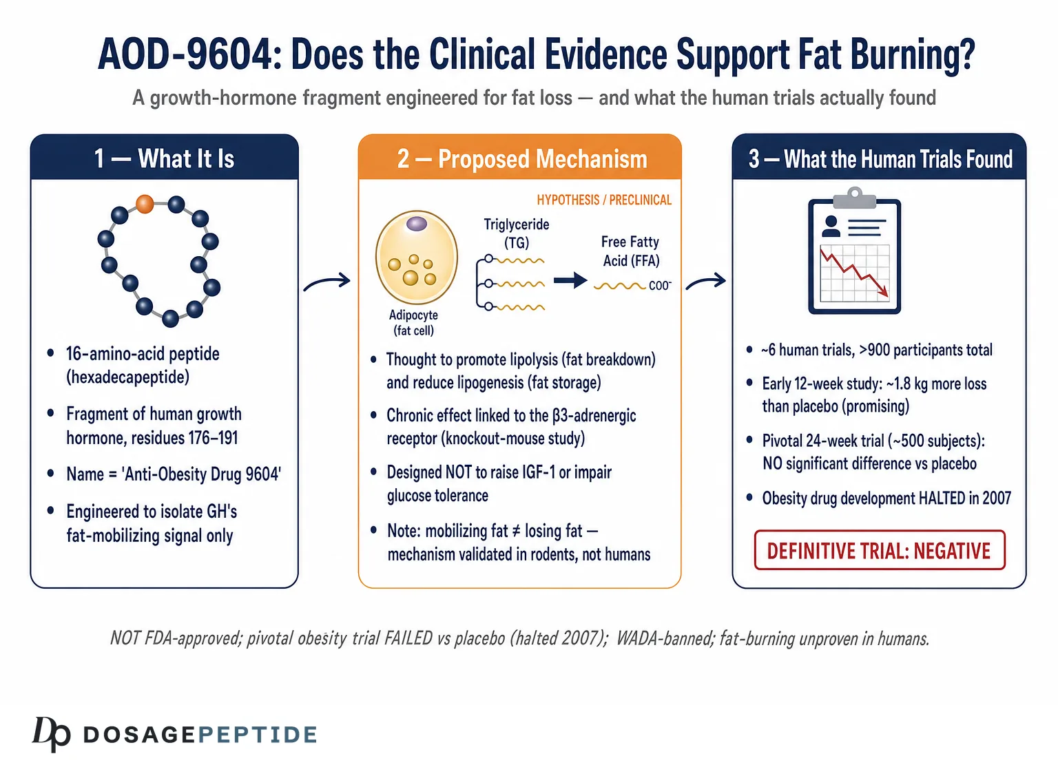 What Do Clinical Trials Indicate About the Fat-Burning Potential of AOD-9604 Peptide? — Dosage Peptide infographic