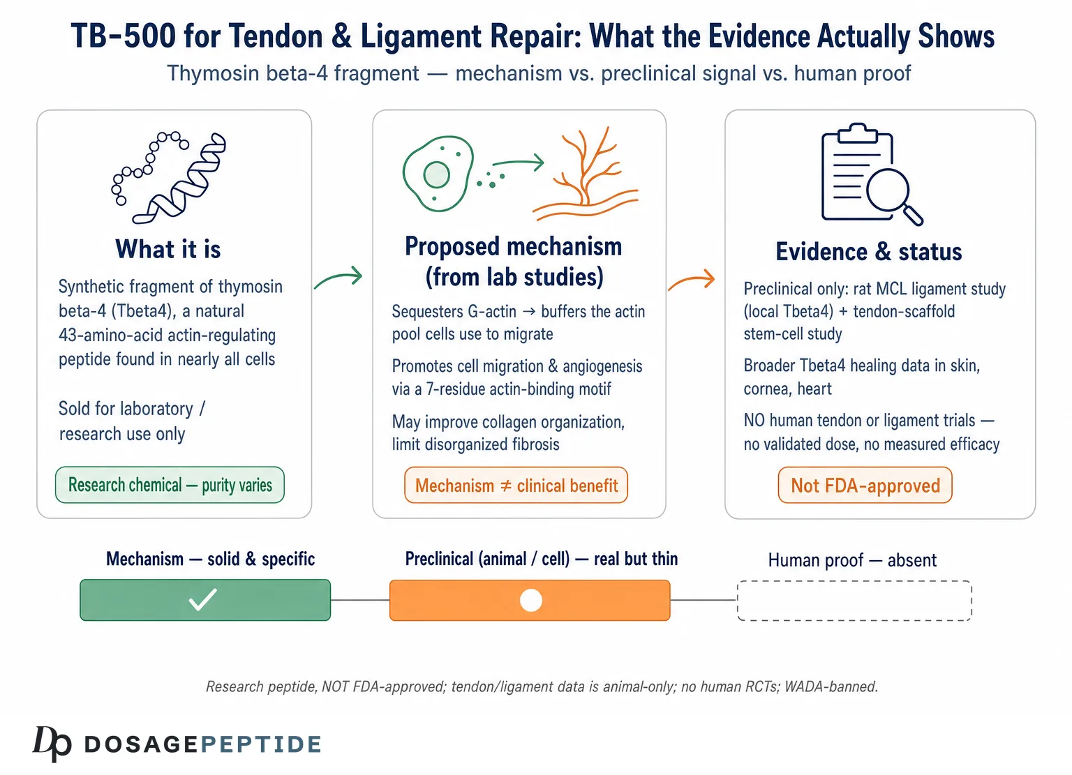 What Evidence Shows TB-500 Effectiveness in Tendon and Ligament Repair Post-Injury? — Dosage Peptide infographic