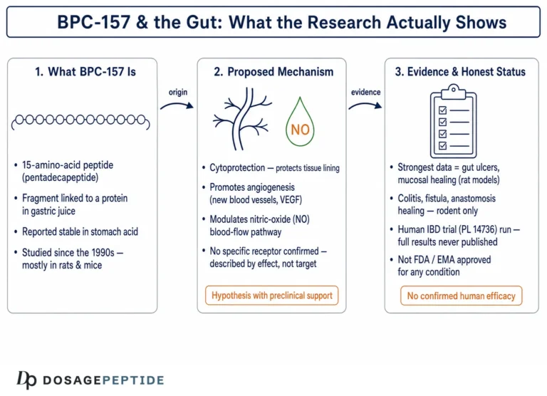 What Research Says Regarding BPC 157 Healing Effects on the Gut and Inflammation?