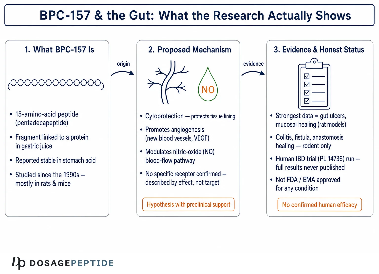 What Research Says Regarding BPC 157 Healing Effects on the Gut and Inflammation? — Dosage Peptide infographic