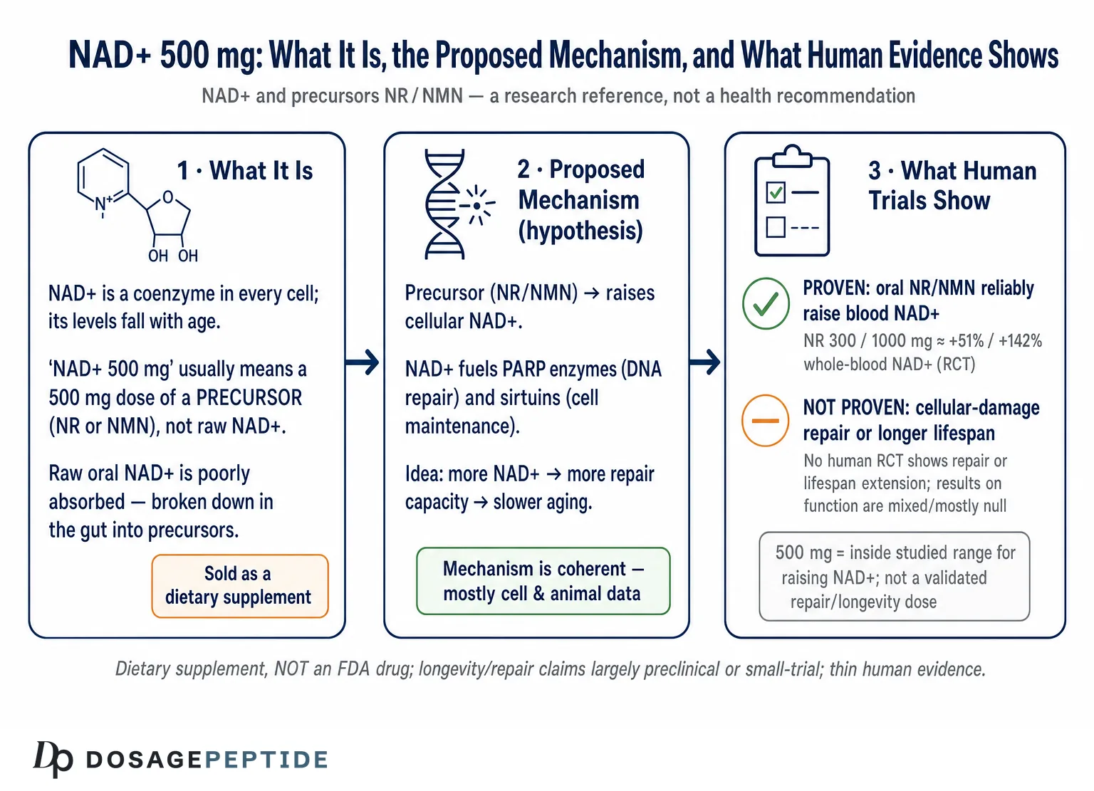 How NAD+ 500mg Influences Cellular Damage Repair and Longevity in Human Studies? — Dosage Peptide infographic
