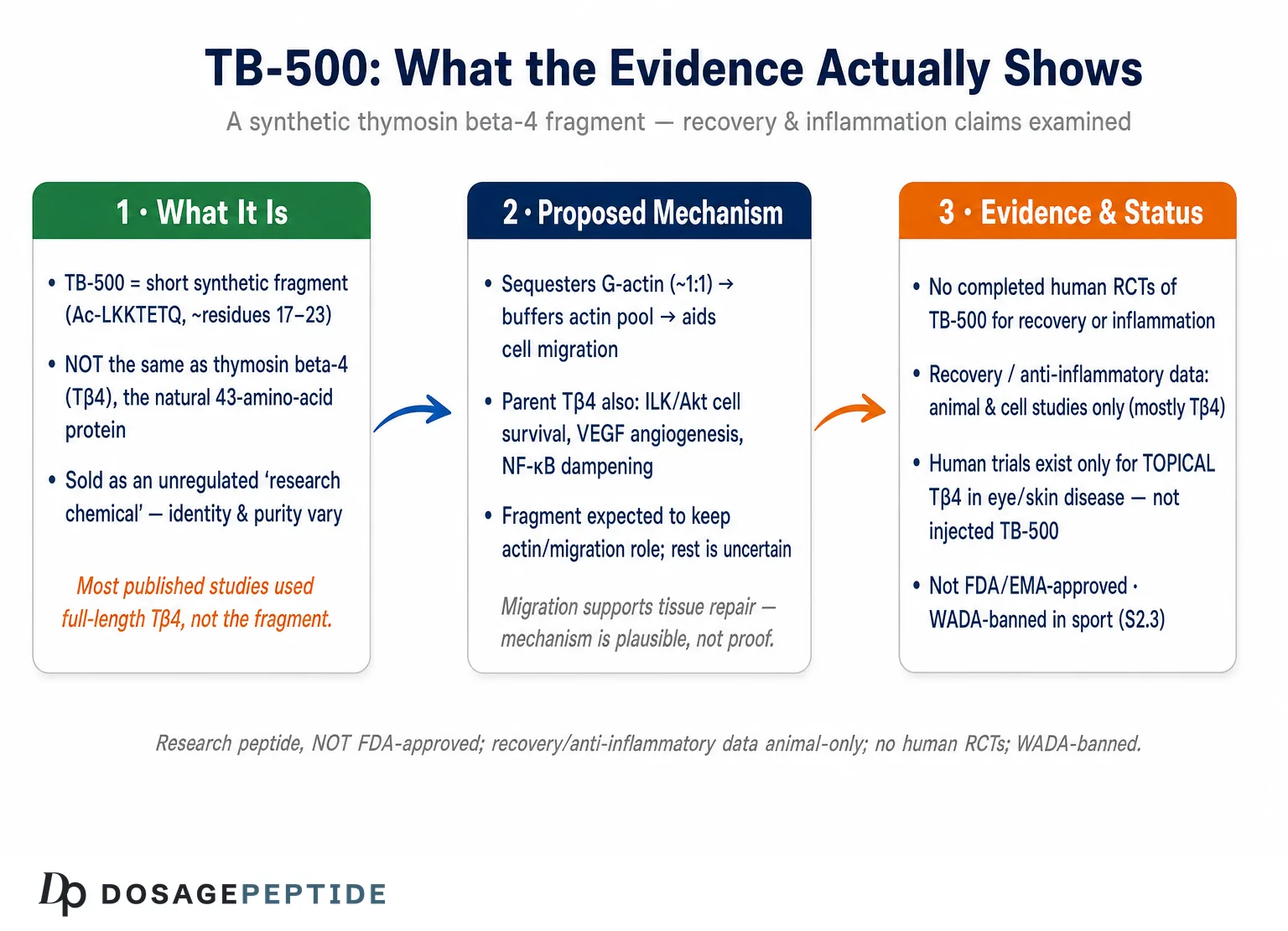 Do Clinical Studies Show That TB-500 Really Speeds Recovery and Reduces Inflammation? — Dosage Peptide infographic