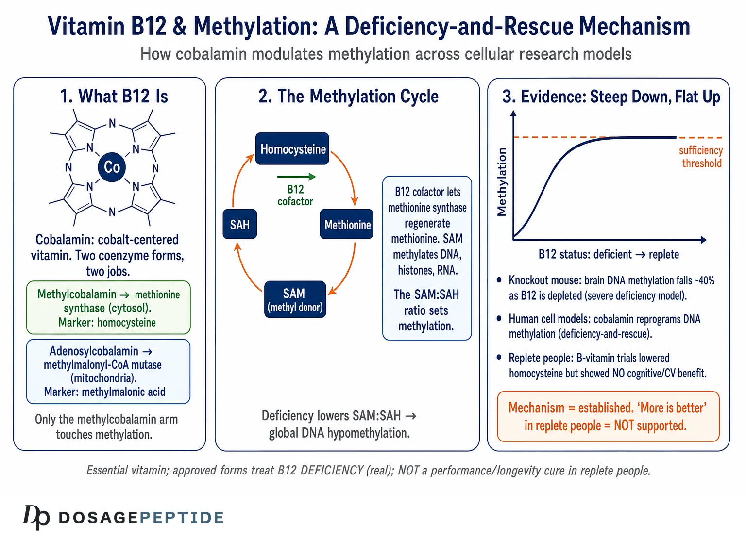 How Does Vitamin B12 Modulate Methylation Pathways Across Cellular Research Models? — Dosage Peptide infographic