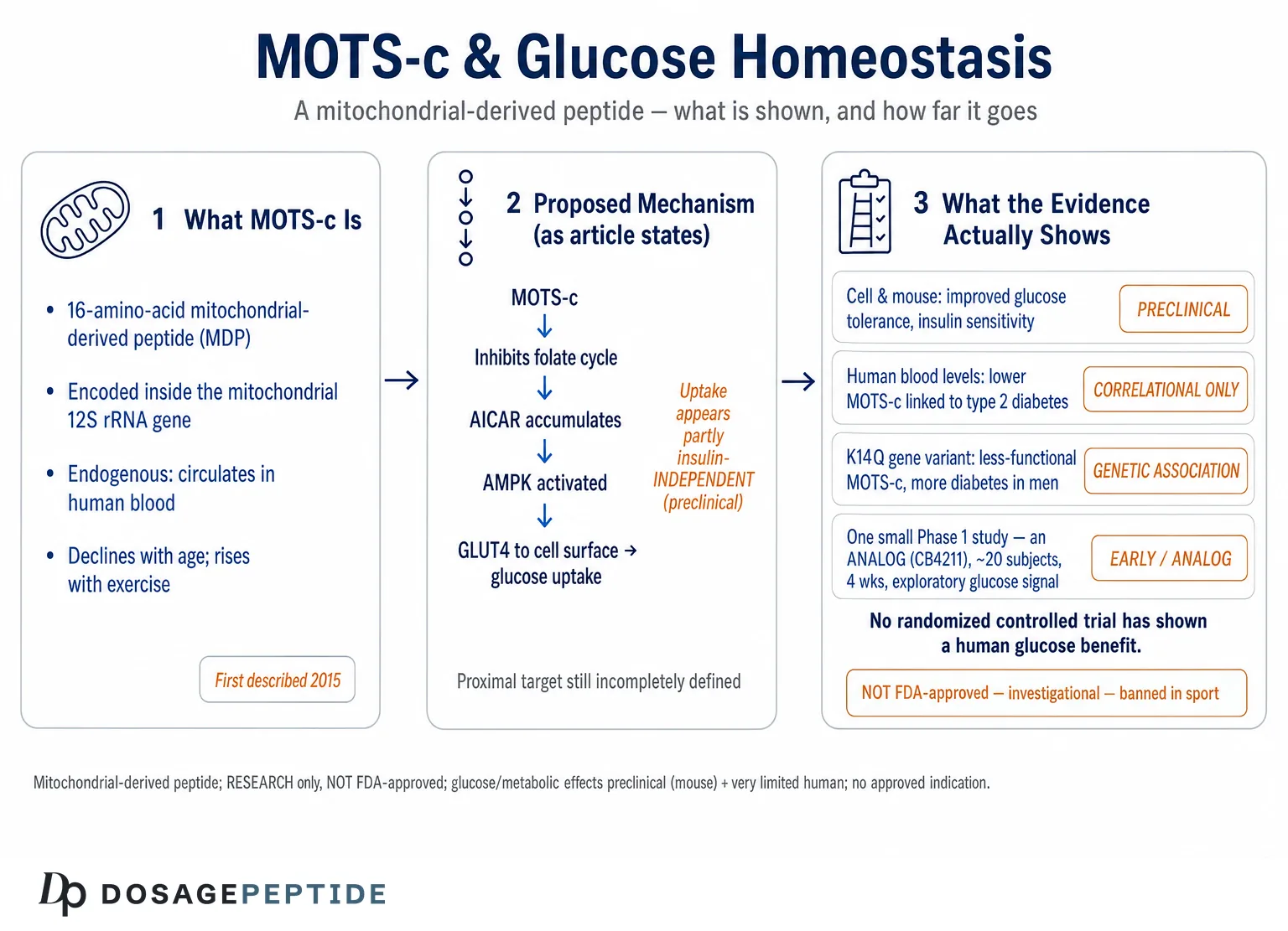 What Evidence Shows MOTS-C Modulates Glucose Homeostasis In Various Conditions? — Dosage Peptide infographic