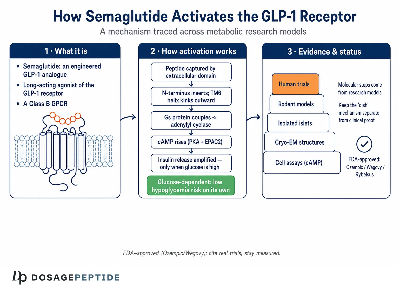 How does Semaglutide activate GLP-1 receptors in metabolic research models?