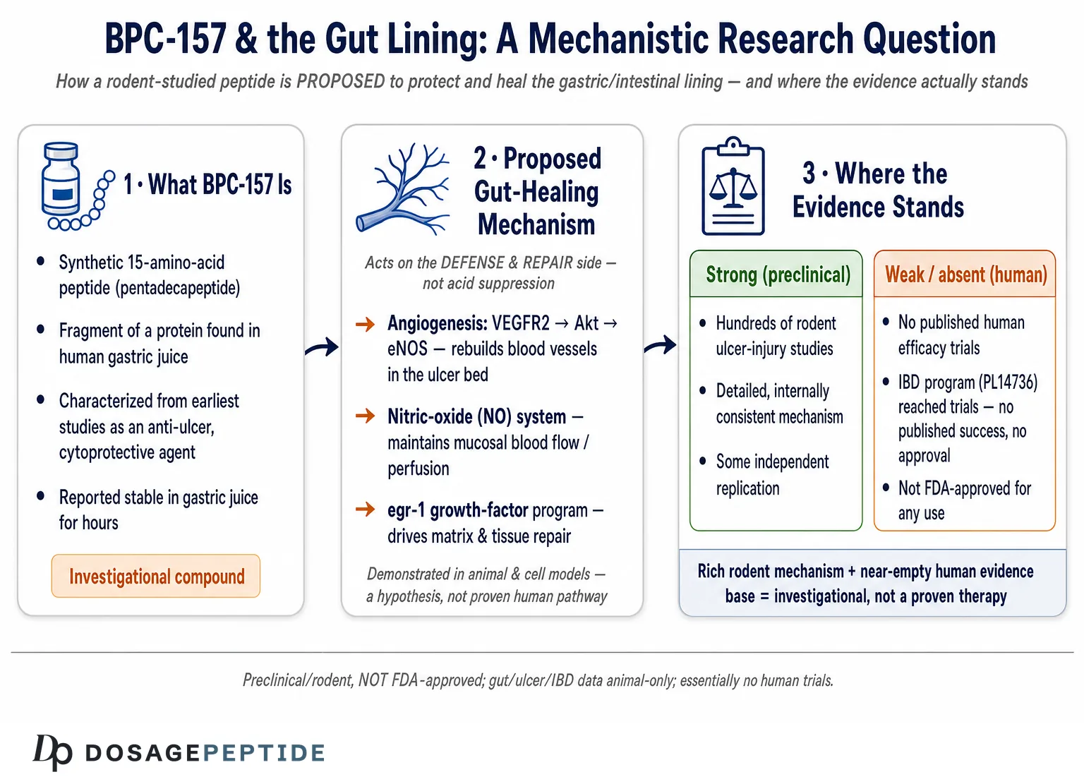 How Does BPC-157 Support Gut Lining Protection in Ulcer Formation? — Dosage Peptide infographic