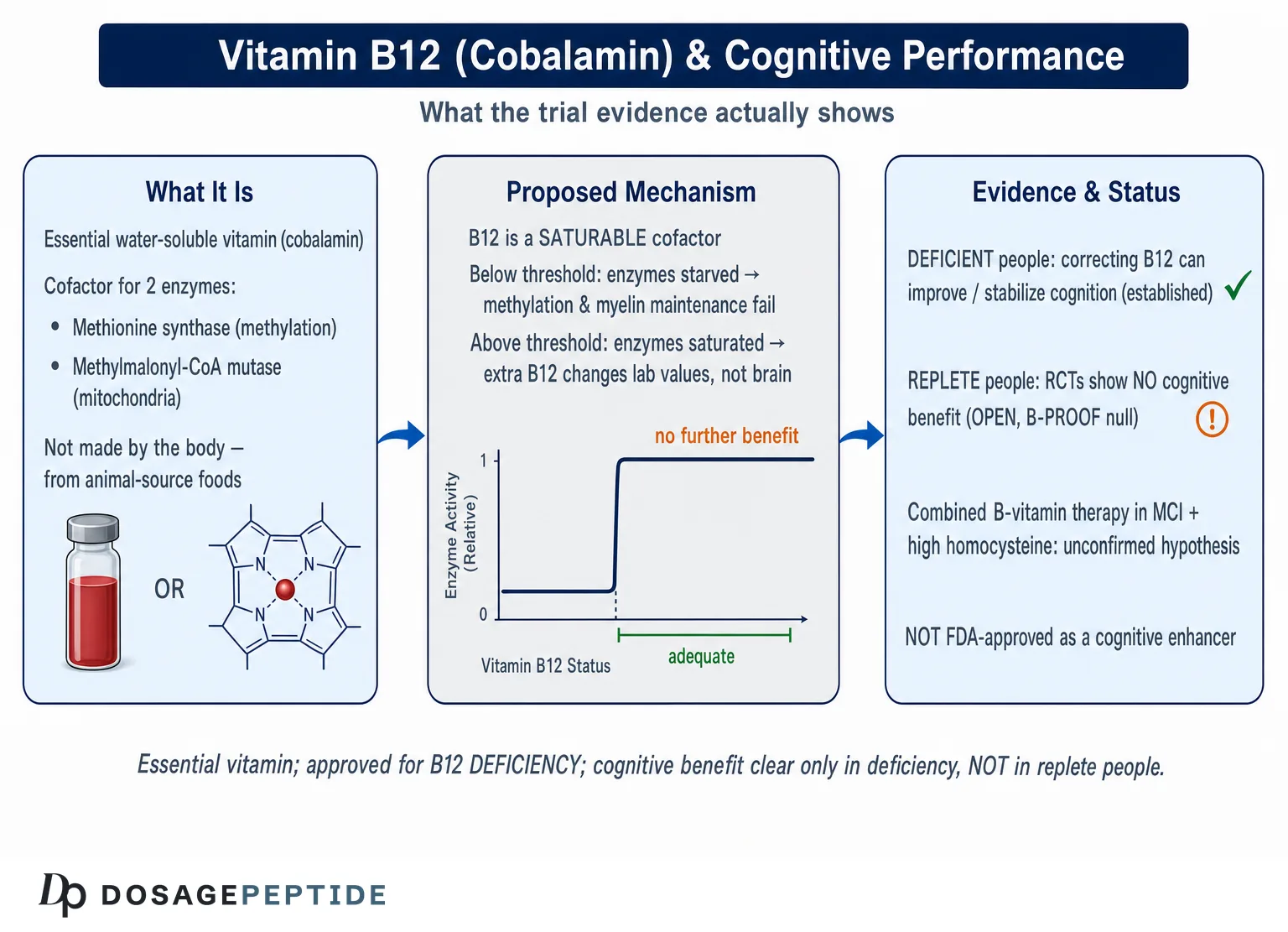 How Does Vitamin B12 Affect Cognitive Performance Measures in Research Trials? — Dosage Peptide infographic