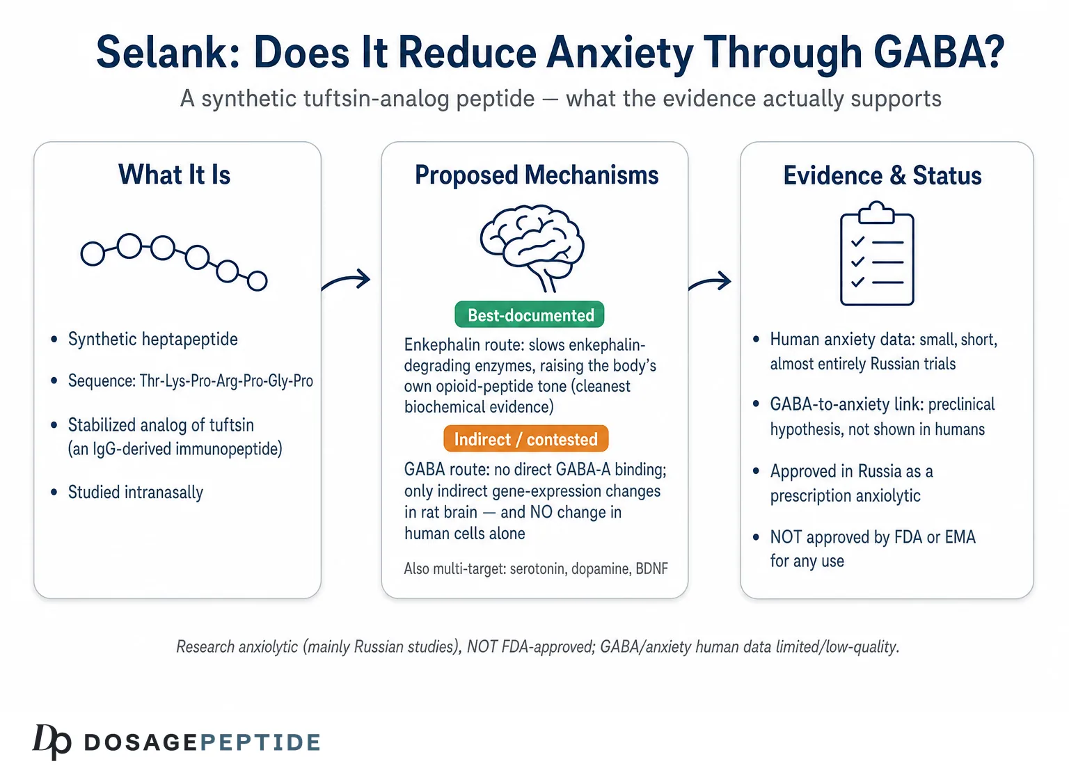 How Does Selank Modulate GABAergic Activity To Reduce Human Anxiety Levels? — Dosage Peptide infographic
