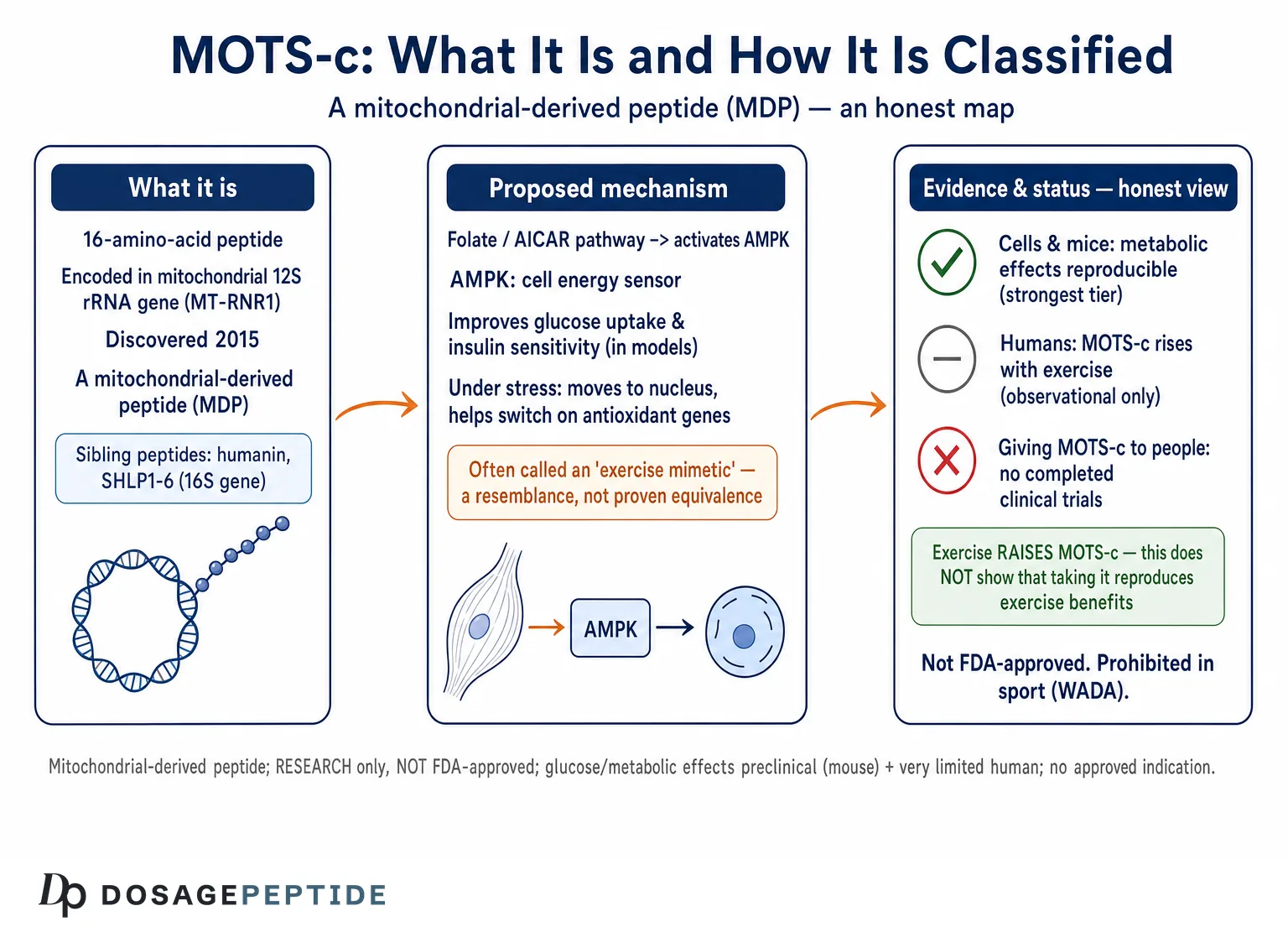 What is MOTS-C, and how is it classified within mitochondrial-derived peptides? — Dosage Peptide infographic