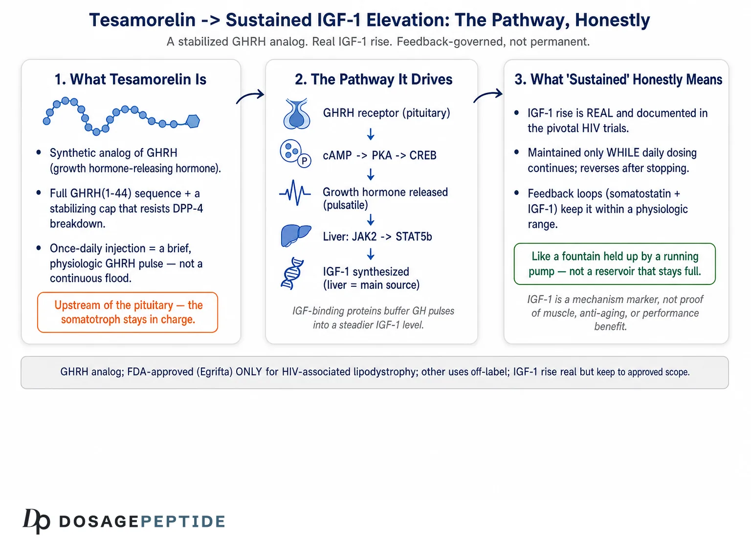What Molecular Pathways Link Tesamorelin Stimulation to Sustained IGF-1 Elevation?