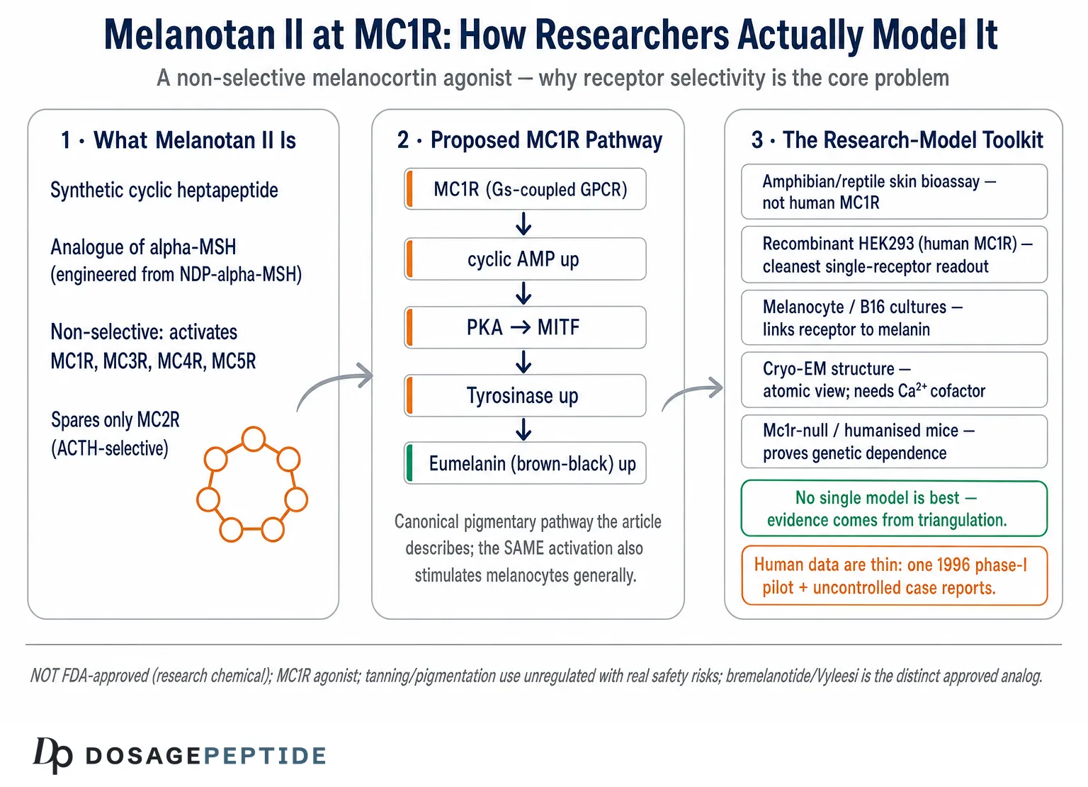 What Experimental Models Best Assess Melanotan II Effects on MC1R? — Dosage Peptide infographic