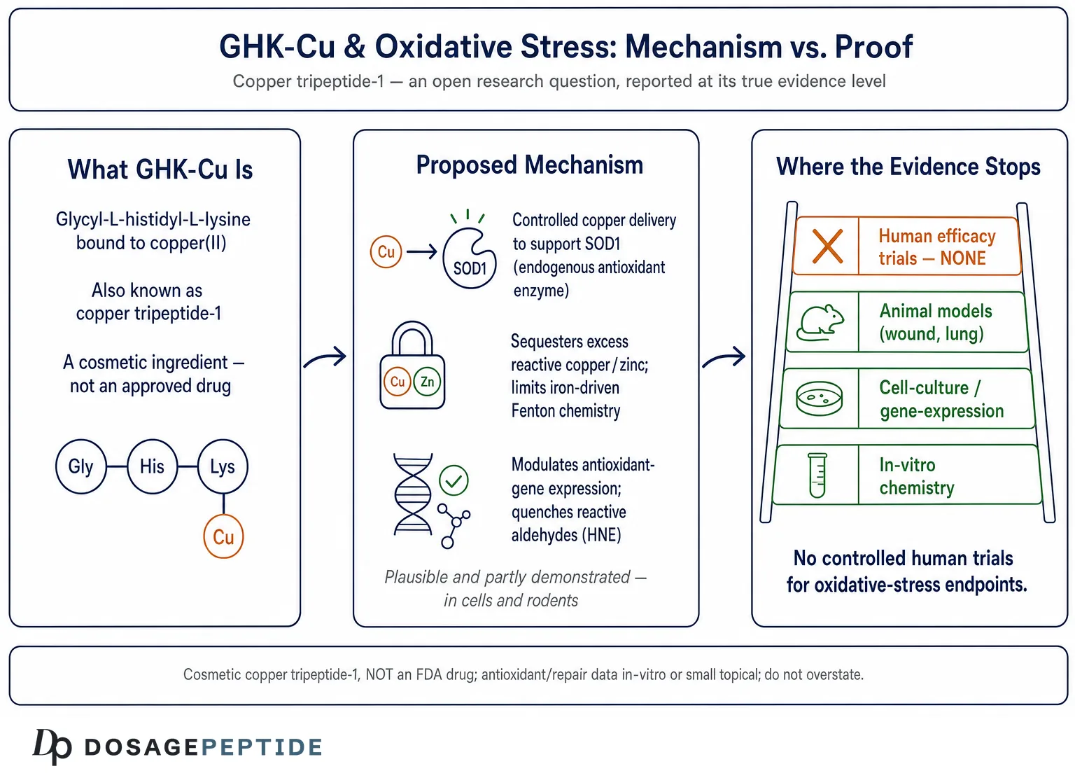 What Studies Prove GHK-Cu’s Therapeutic Potential Against Oxidative Stress?