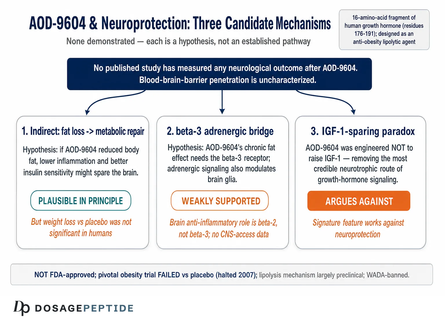 Which Molecular Mechanisms Allow AOD-9604 to Provide Neuroprotection in Obese Phenotypes? — Dosage Peptide infographic
