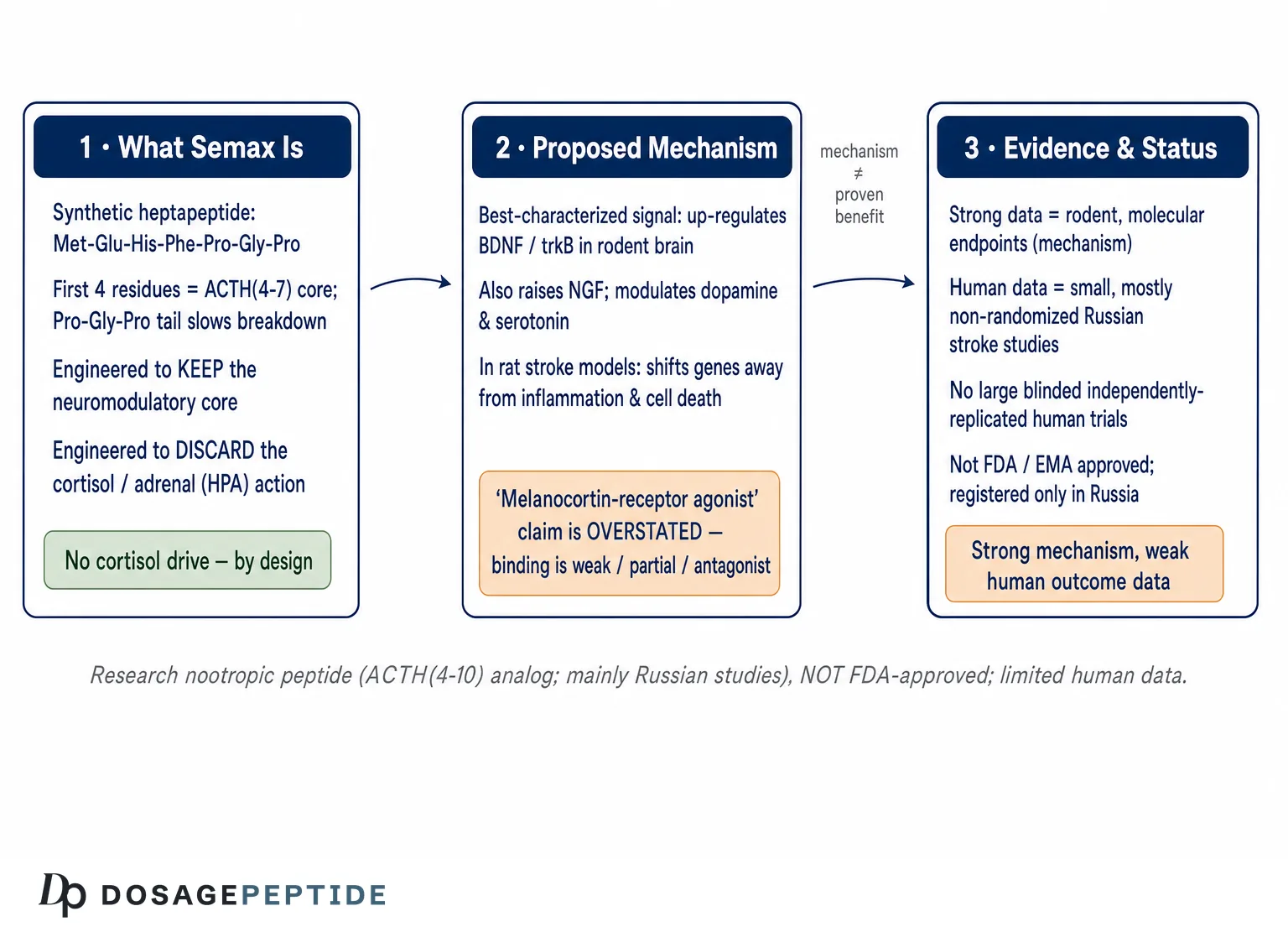 How Does Semax Influence ACTH-Related Pathways to Enhance Neural Resilience? — Dosage Peptide infographic