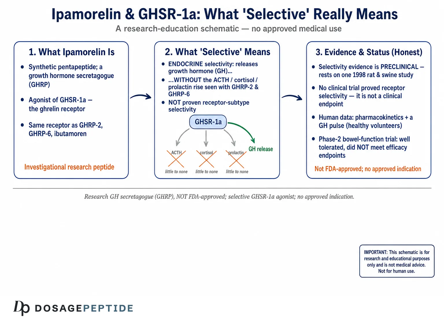 Ipamorelin Human Trials: What Was Actually Tested