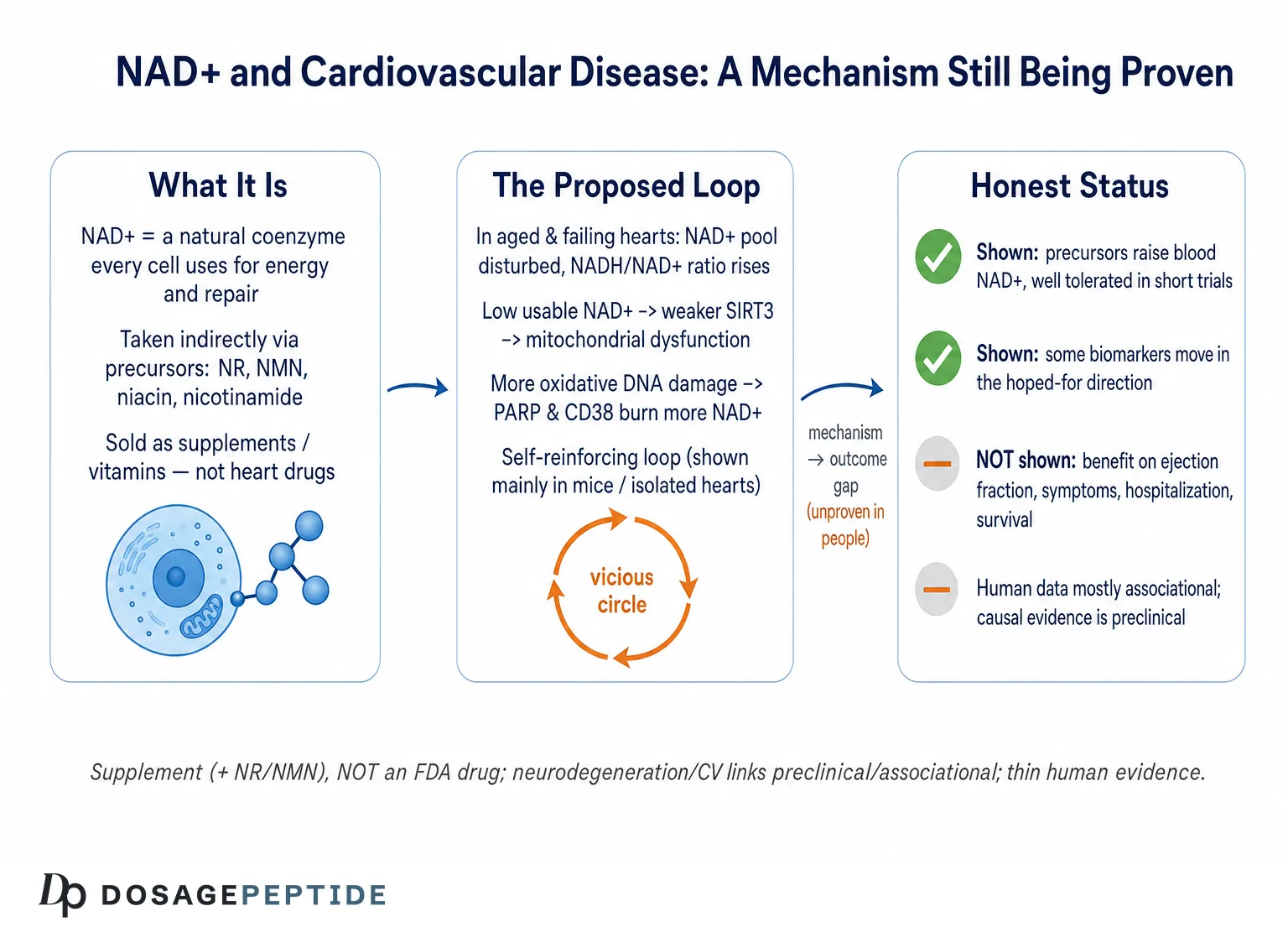 How Is NAD+ Depletion Linked to the Progression of Cardiovascular Disease? — Dosage Peptide infographic