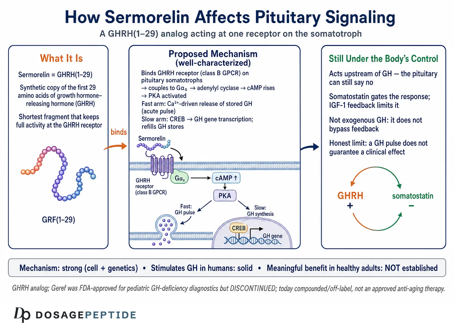 How Does Sermorelin Affect Pituitary Signaling in Endocrine Research? — Dosage Peptide infographic