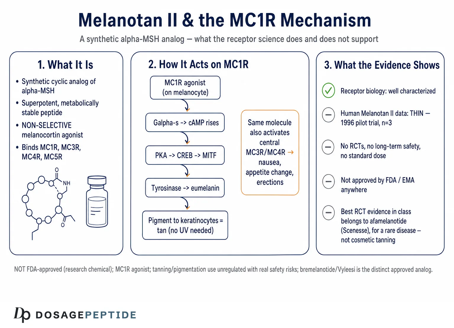 How Does Melanotan II Affect MC1 Receptor Activity in Skin Pigmentation Research? — Dosage Peptide infographic
