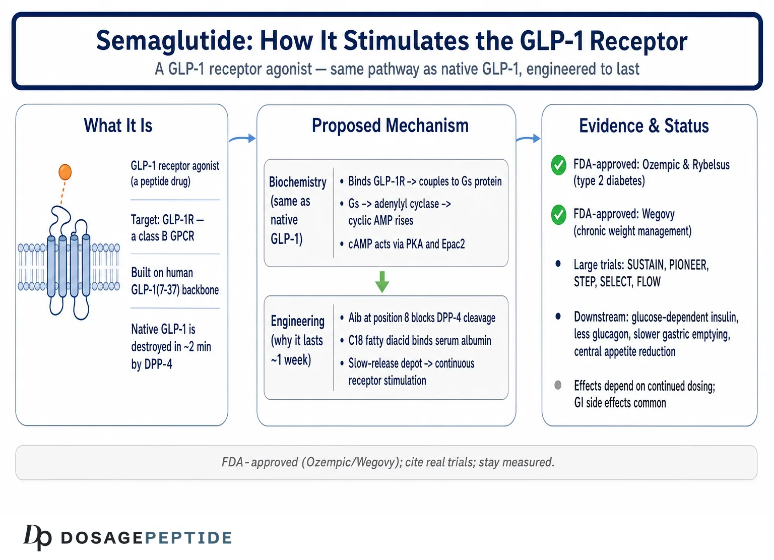 How Does Semaglutide Stimulate GLP-1 Receptor Activity in Metabolic Studies?