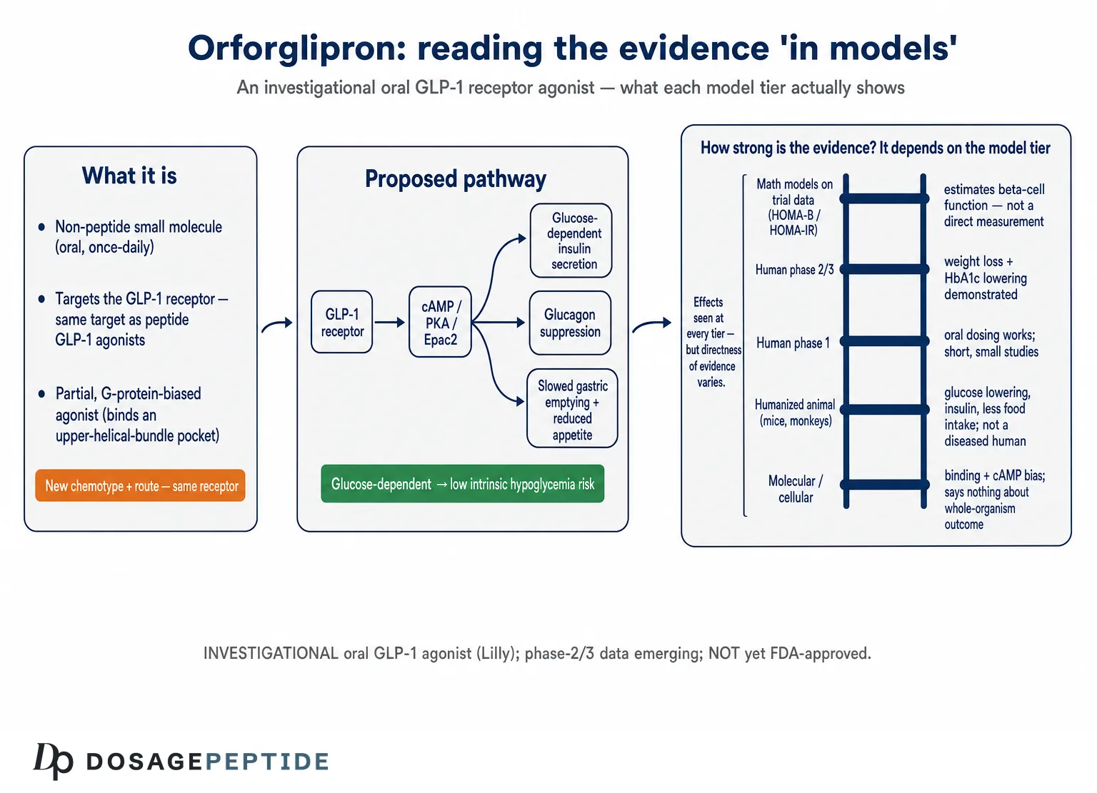 What Evidence Shows Orforglipron Alters Systemic Metabolic Pathways in Models? — Dosage Peptide infographic