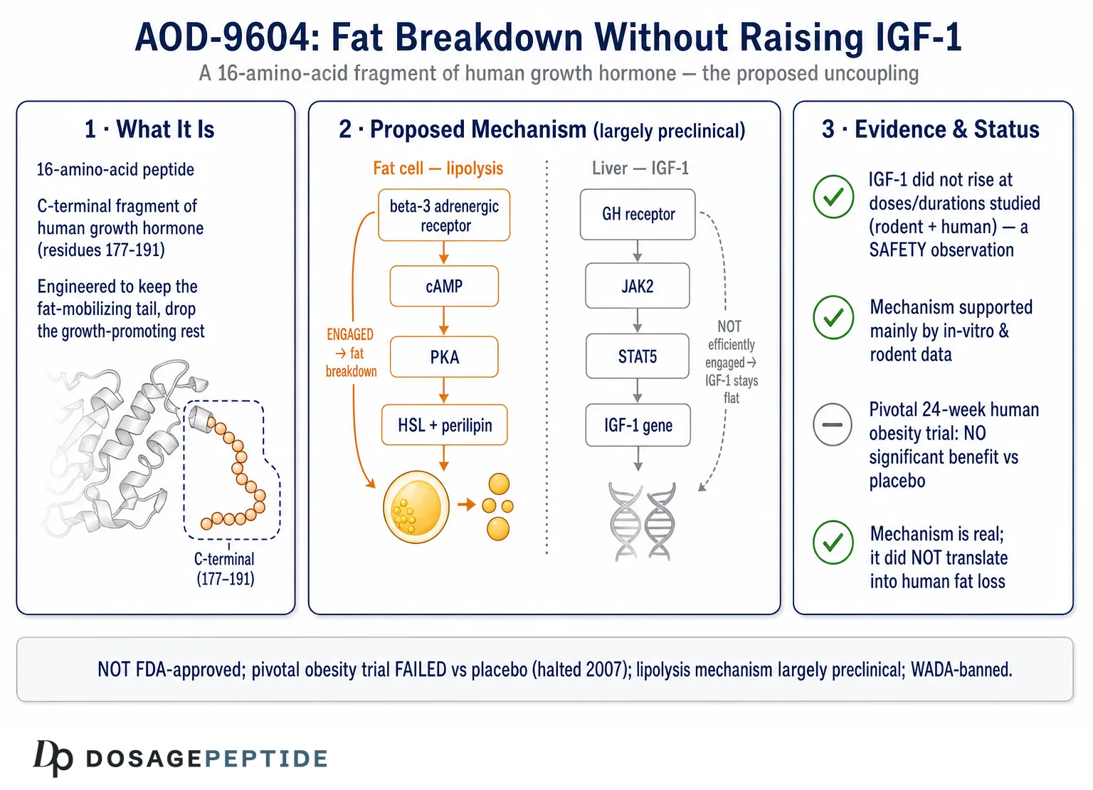 How Does AOD-9604 Stimulate Fat Breakdown Without Altering IGF-1 Pathways? — Dosage Peptide infographic
