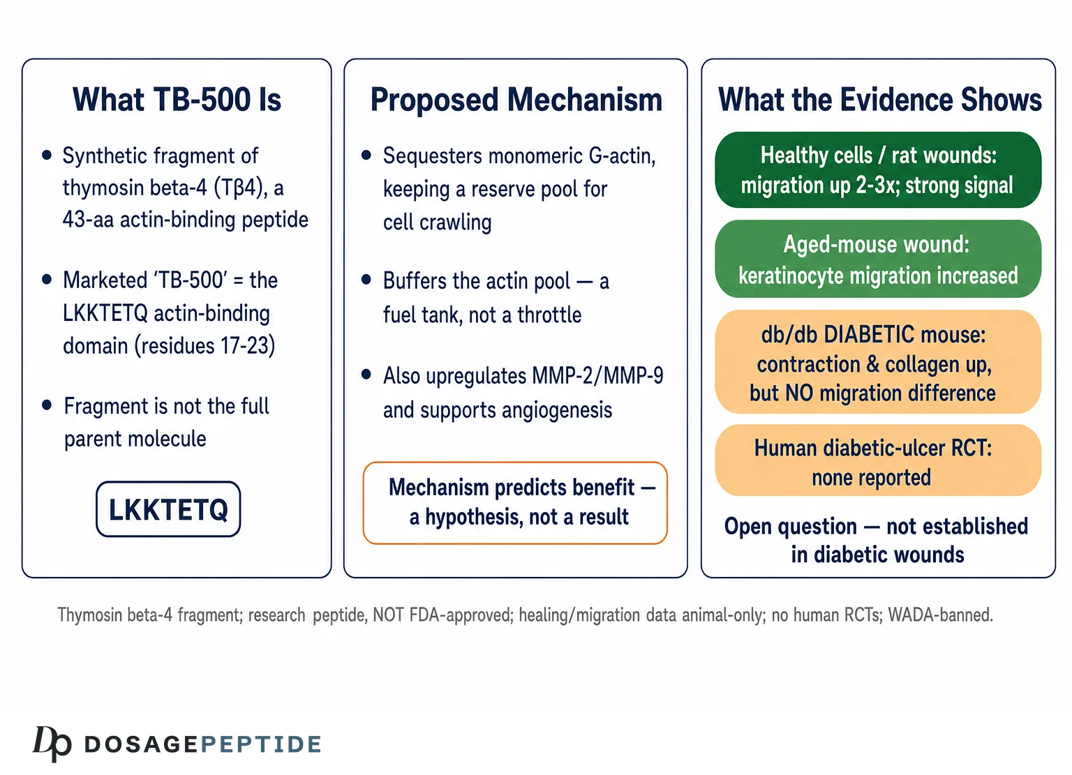 Does TB-500 Promote Cellular Migration in Diabetic Non-Healing Wound Models? — Dosage Peptide infographic