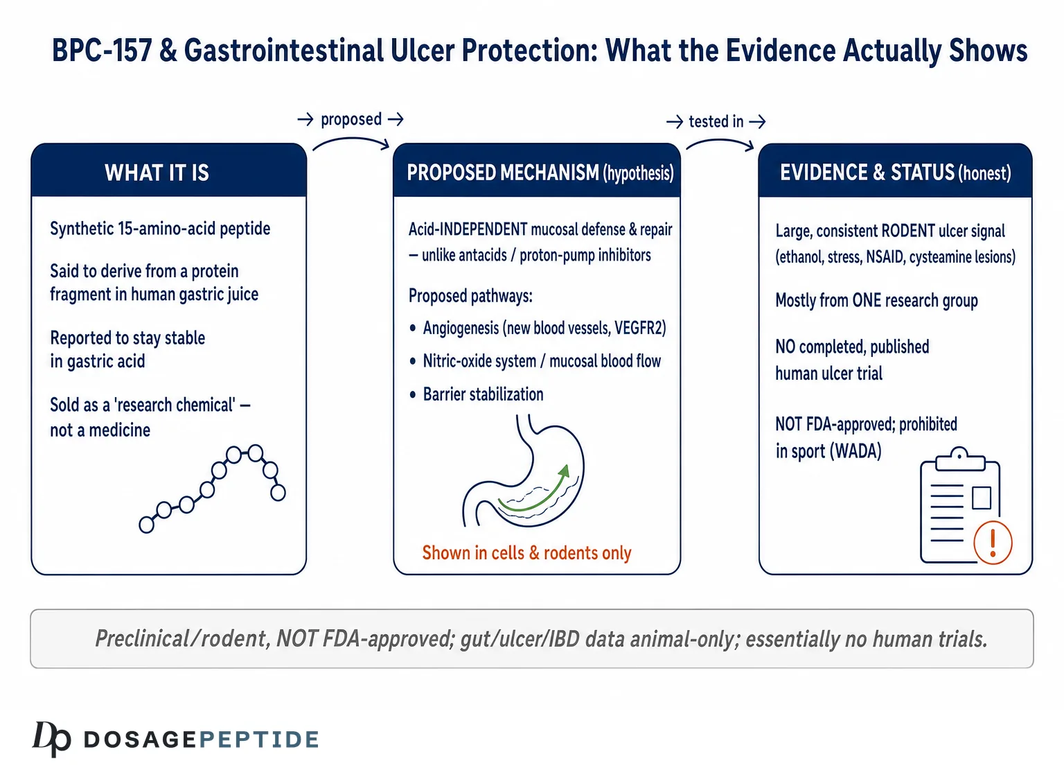 What Does Research Reveal About BPC-157 Role in Gastrointestinal Ulcer Protection?