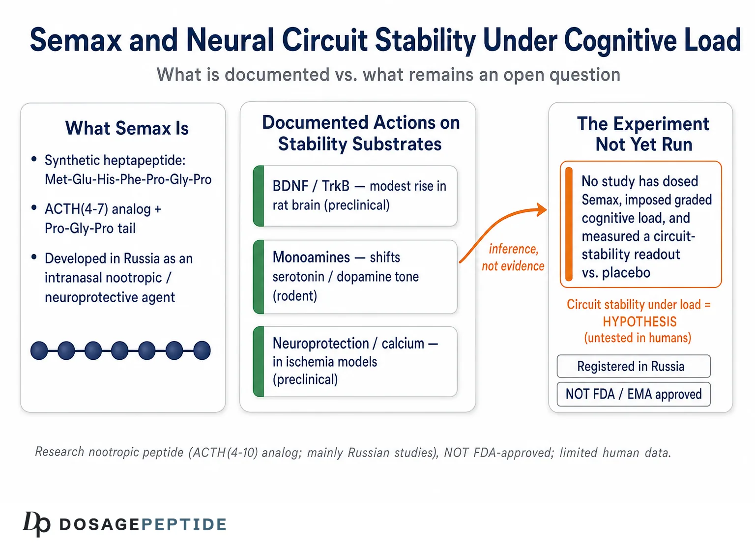 How Could Semax Affect Neural Circuit Stability During Cognitive Load? — Dosage Peptide infographic