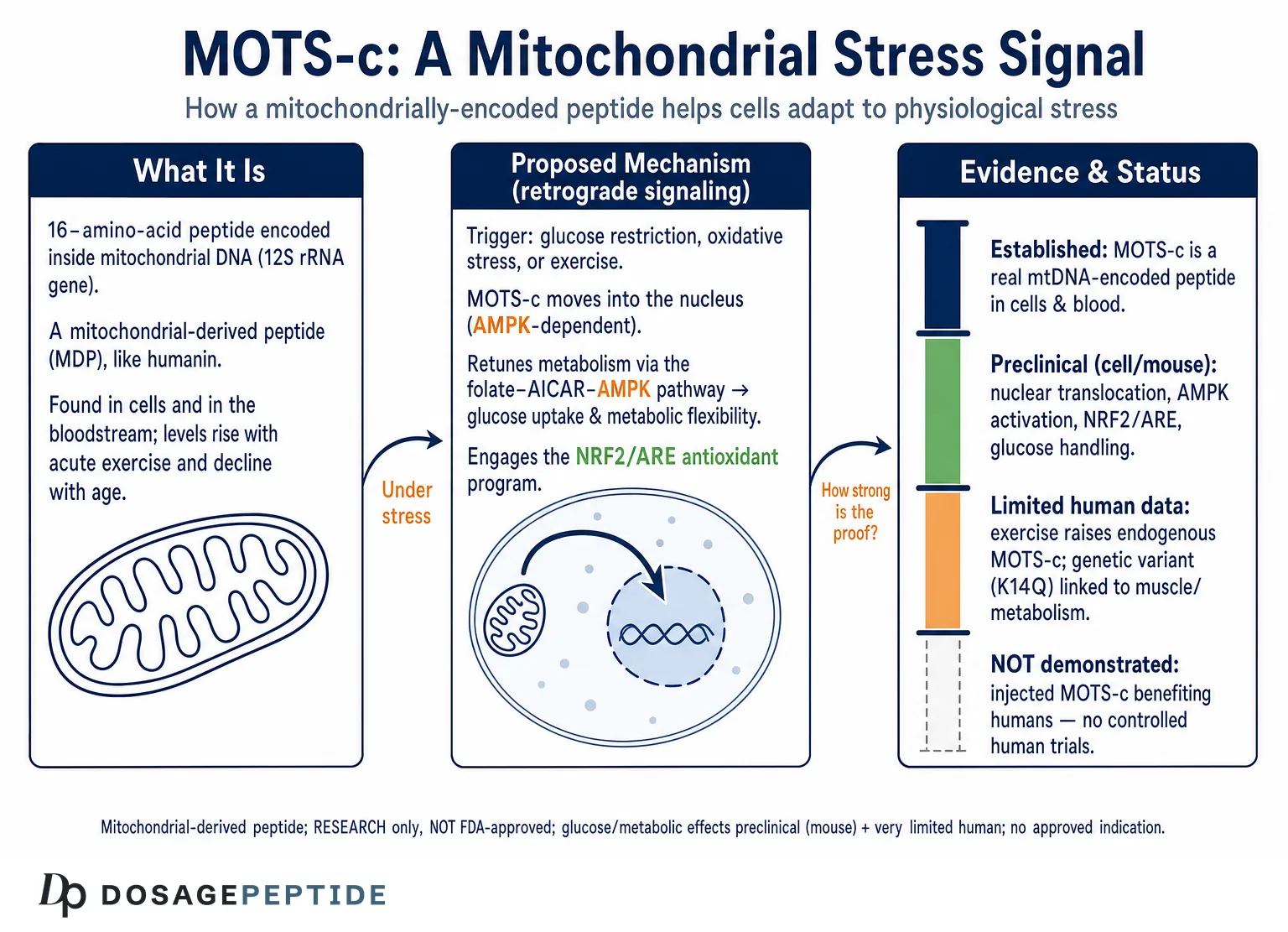 What Is the Function of MOTS-C in Metabolic Adaptation to Physiological Stress? — Dosage Peptide infographic