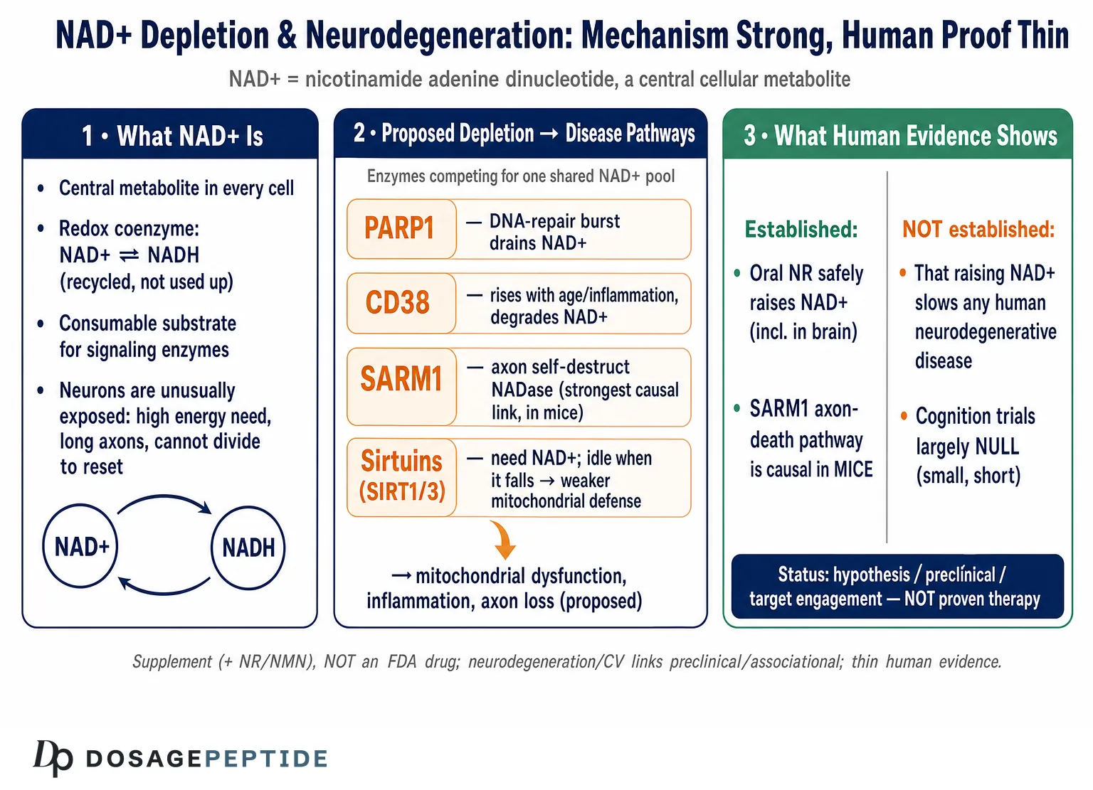 How Does NAD+ Depletion Influence Molecular Pathways in Neurodegenerative Disease Progression? — Dosage Peptide infographic