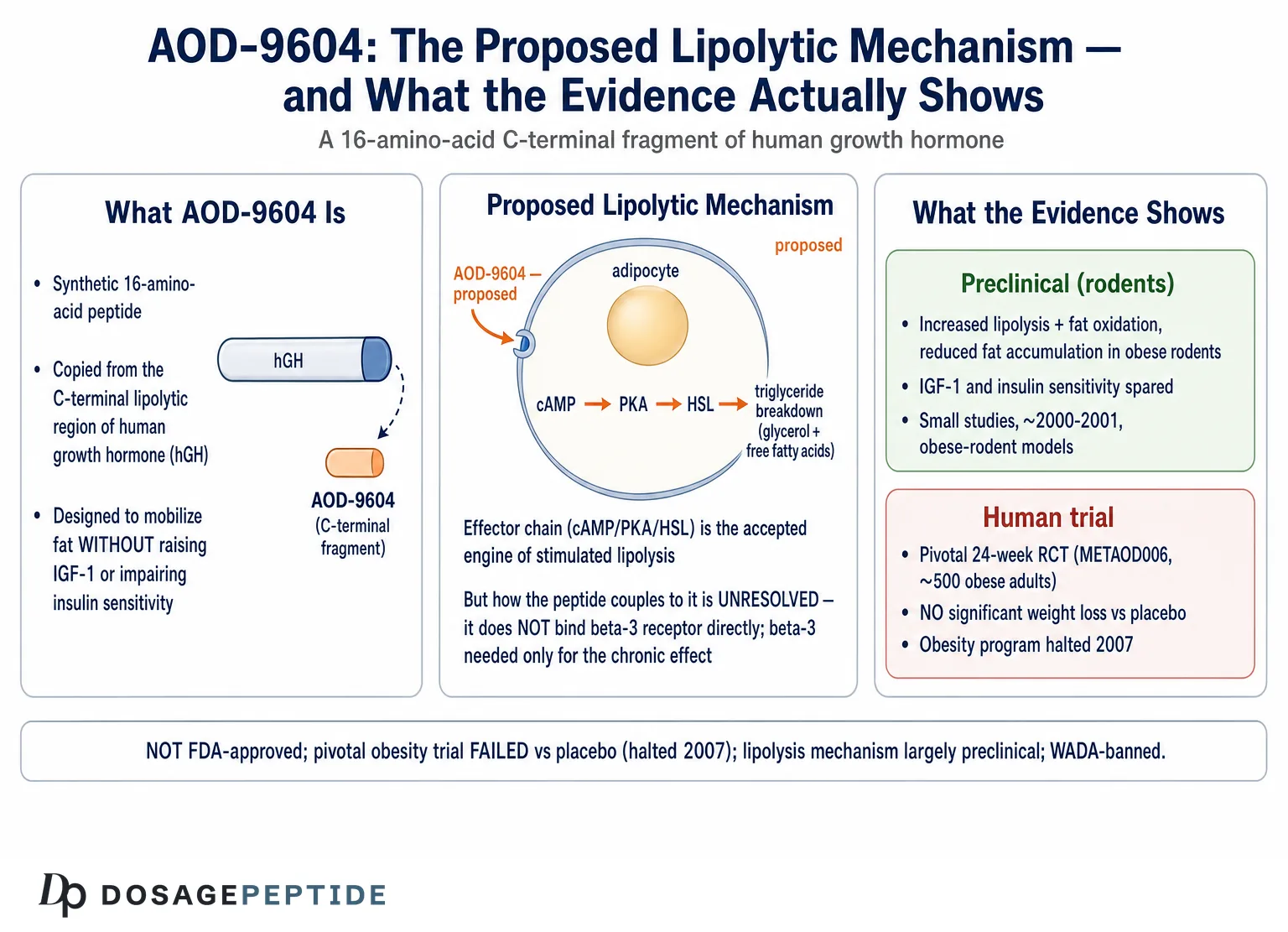 How Does AOD-9604 Peptide Work in Lipolysis and Metabolic Studies?