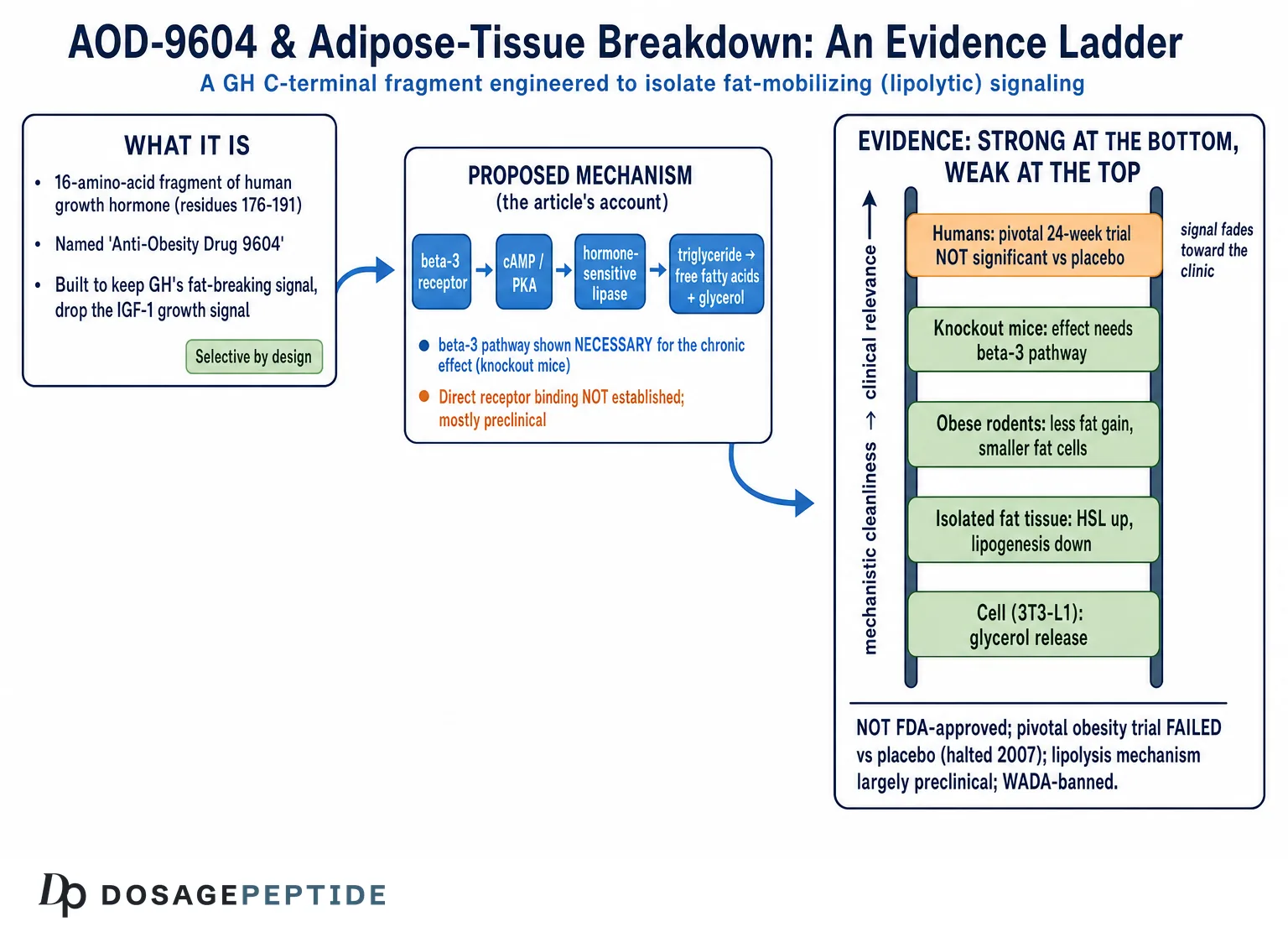 AOD-9604 for Fat Loss: What the Human Trials Found