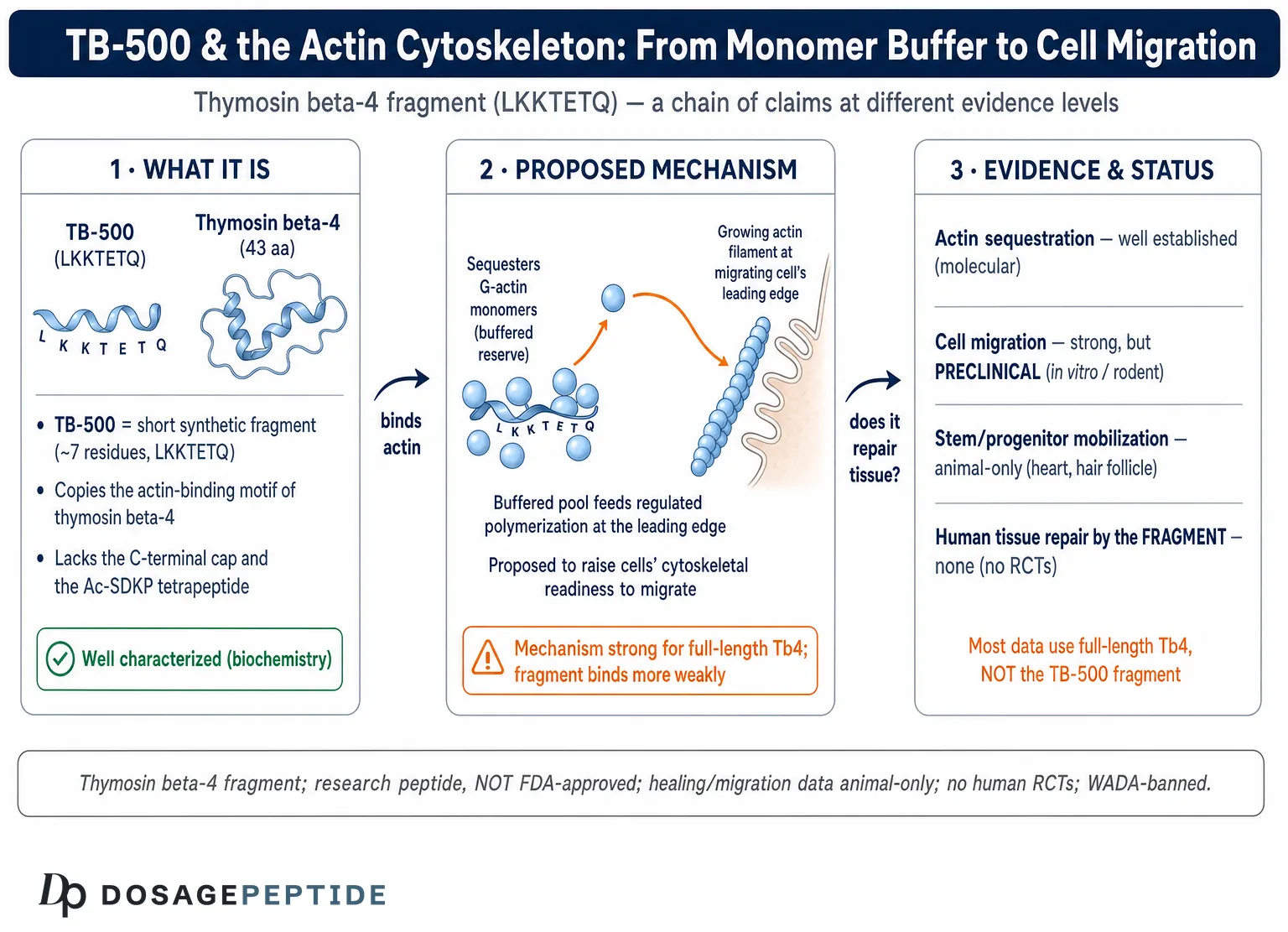 How TB-500 Affects Cytoskeletal Regulation and Stem Cell Migration in Tissue Repair? — Dosage Peptide infographic