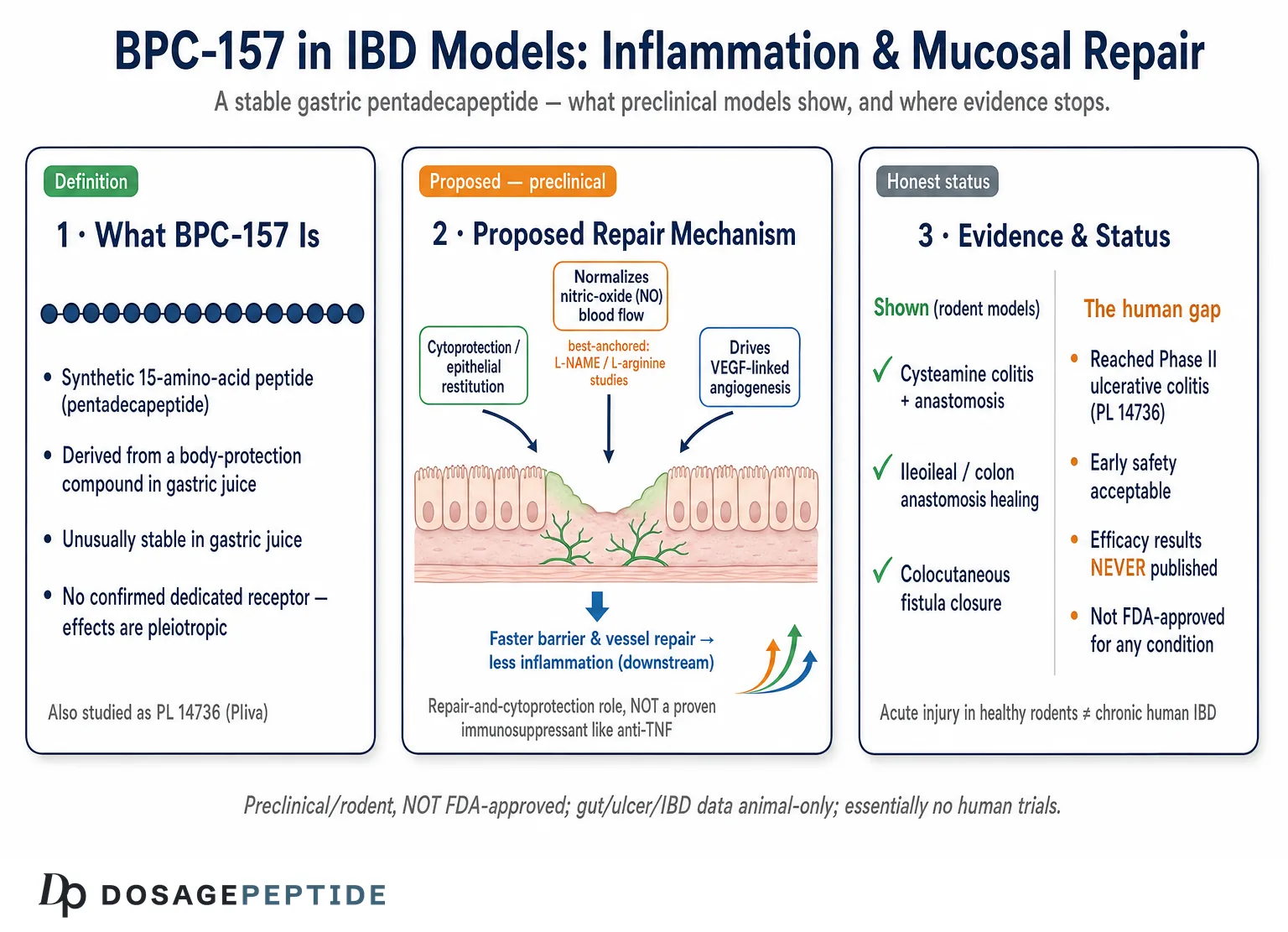 How BPC-157 Influences Inflammation and Mucosal Repair in IBD Models?