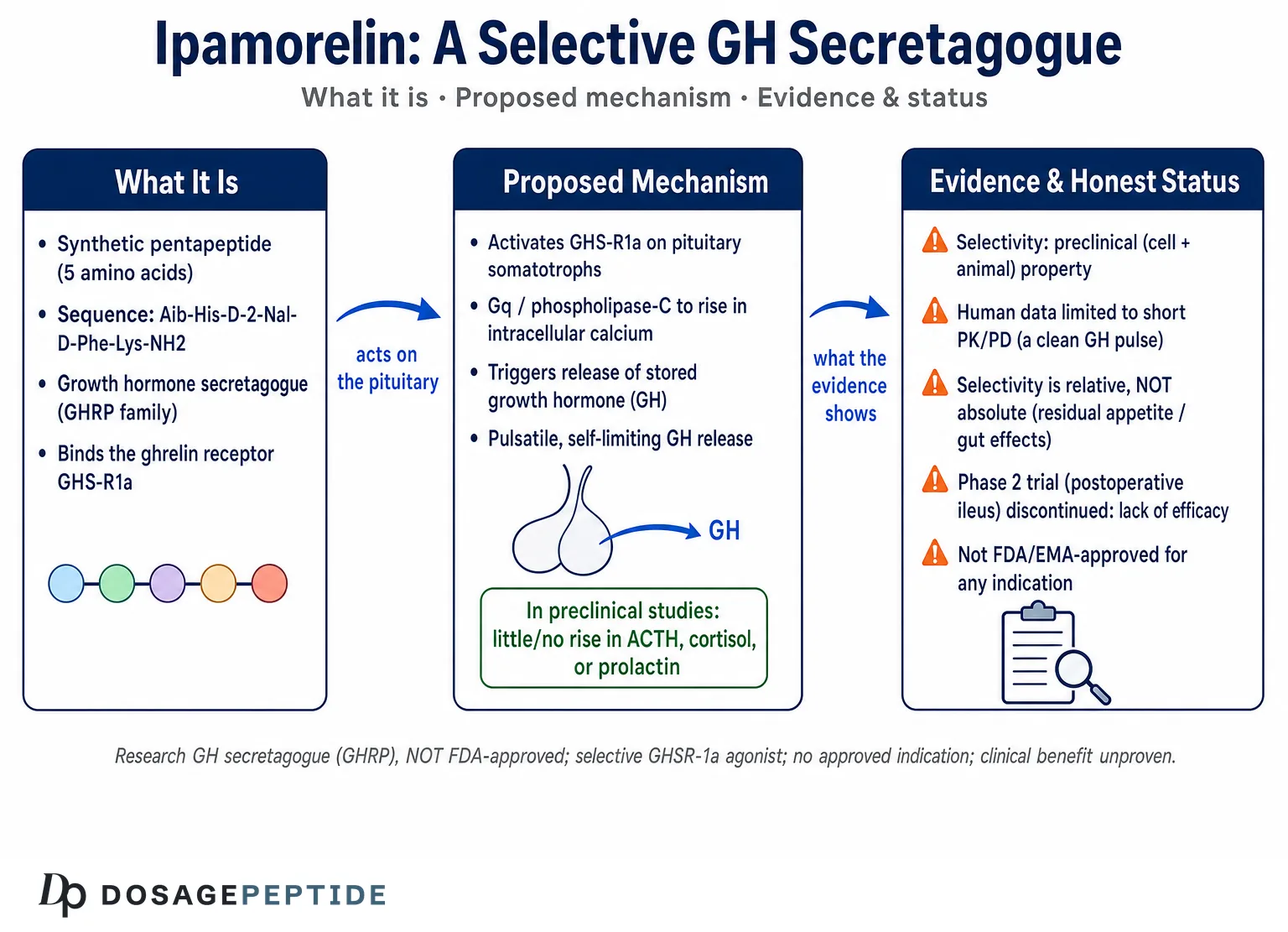 How Does Ipamorelin Achieve Targeted GH Secretion Without Off-Target Hormonal Activation? — Dosage Peptide infographic