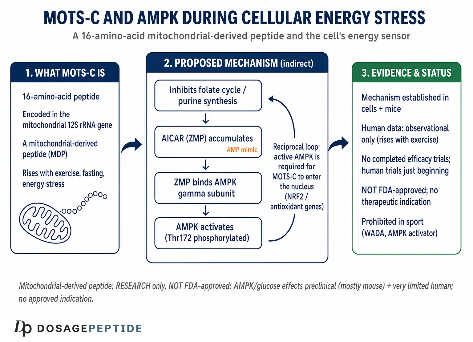 How Does MOTS-C Regulate AMPK Activity During Cellular Energy Stress? — Dosage Peptide infographic