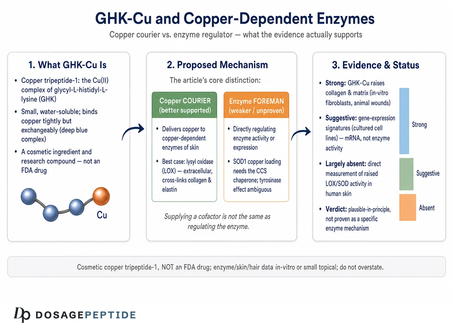 Can GHK-Cu Modulate Copper-Dependent Enzymes Involved in Skin Regeneration Processes? — Dosage Peptide infographic
